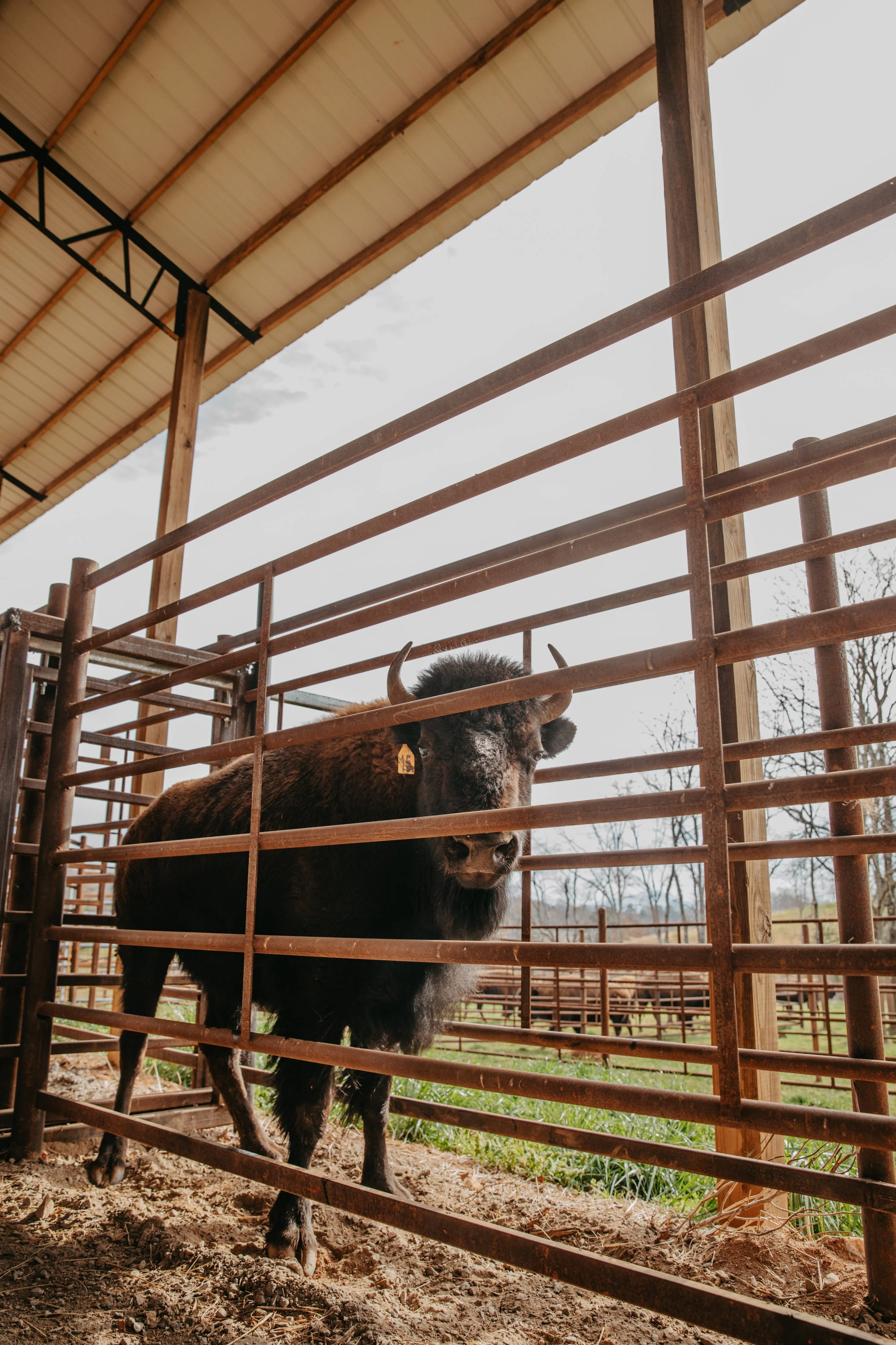 Bison inside fenced pen