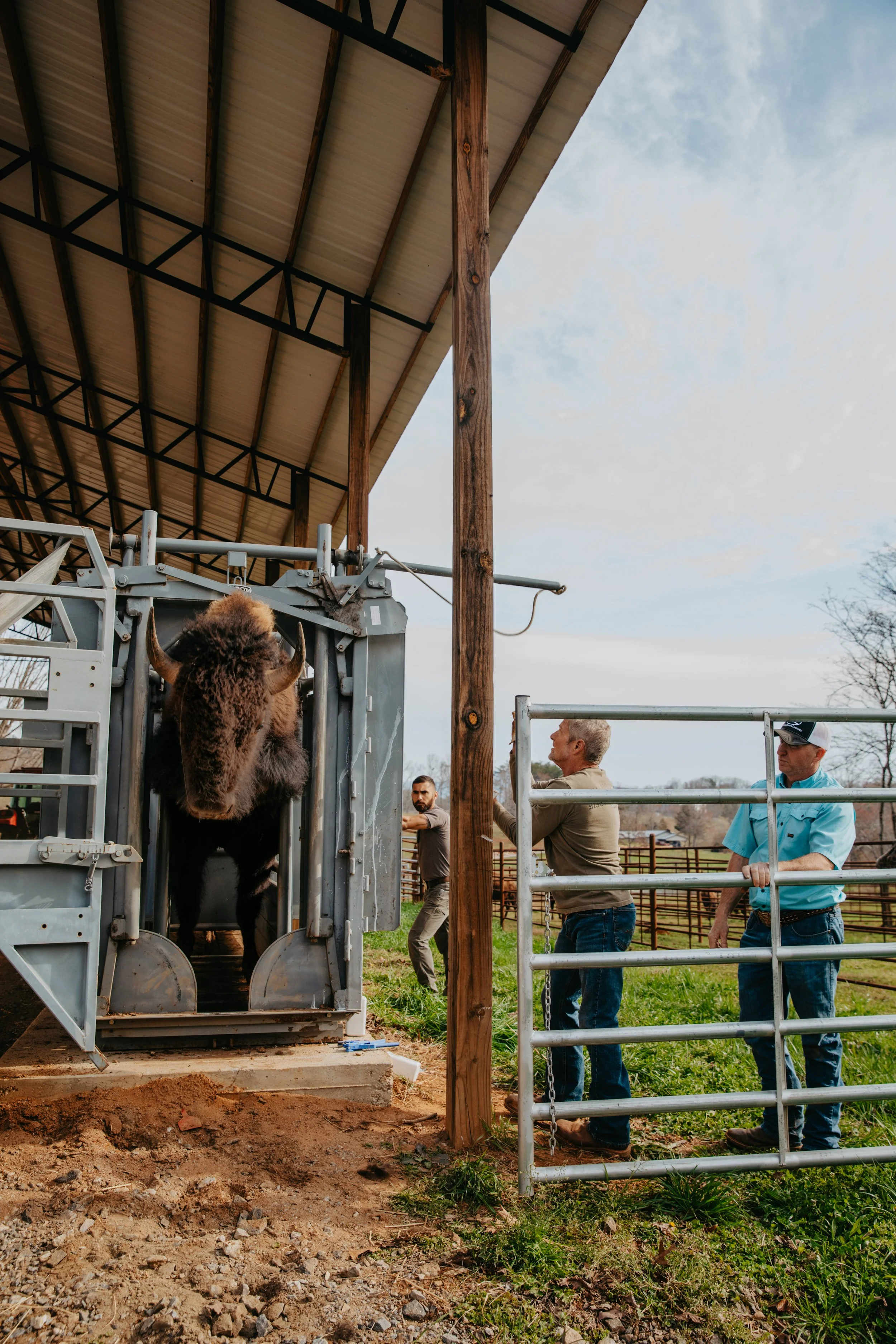 Bison in chute with observers