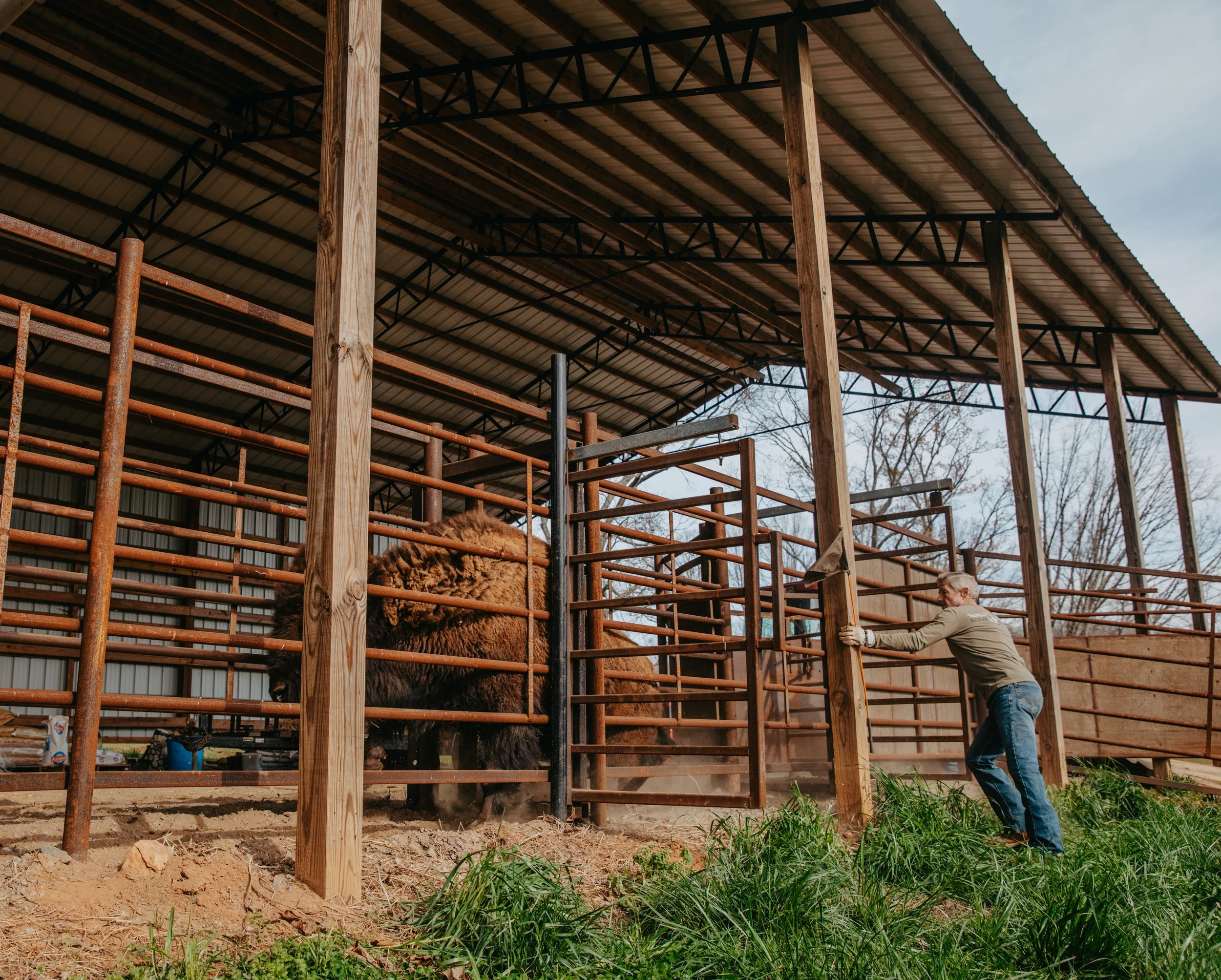 Large livestock barn interior