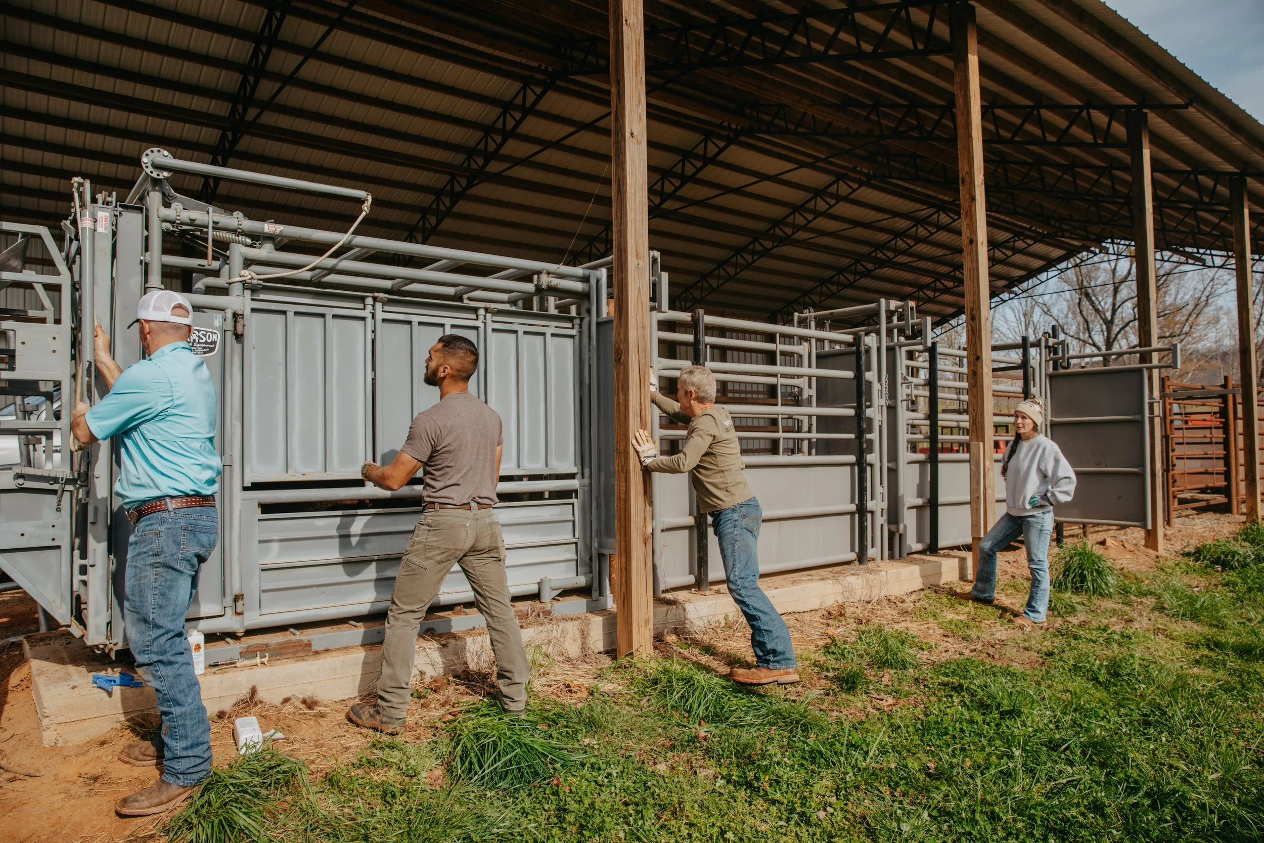 Farmers guiding bison into pen