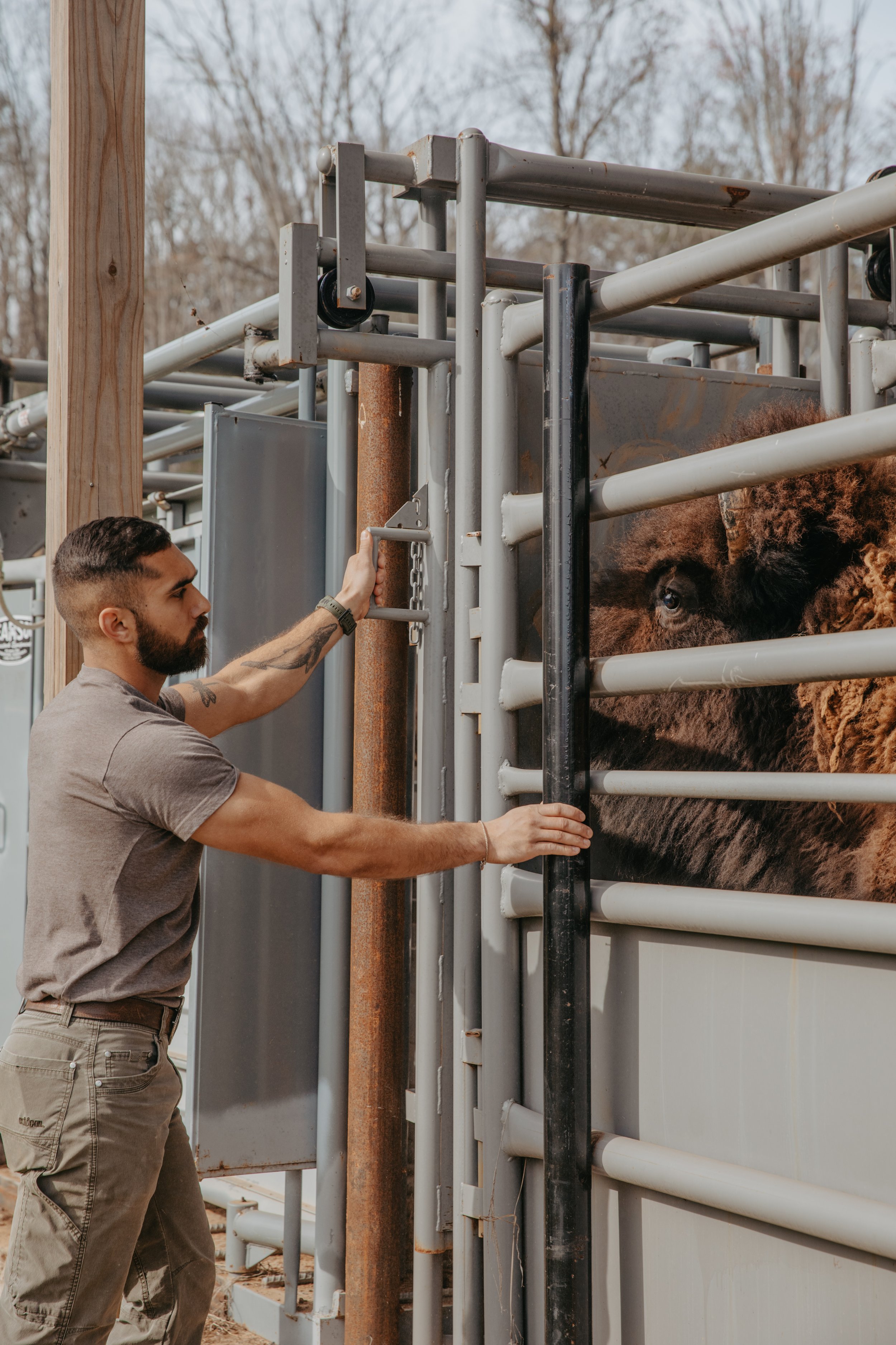 Closing livestock gate