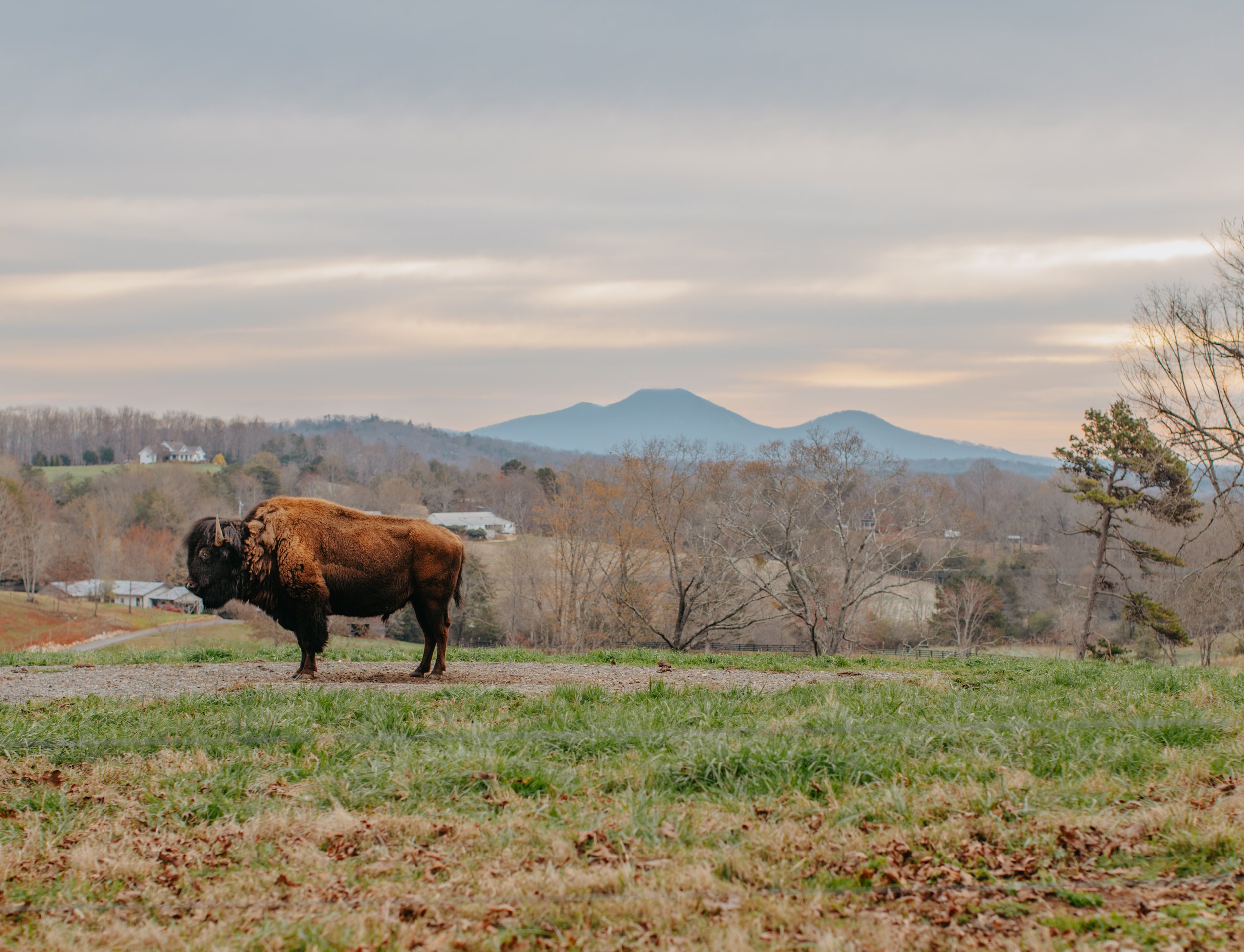 Bison grazing on hillside