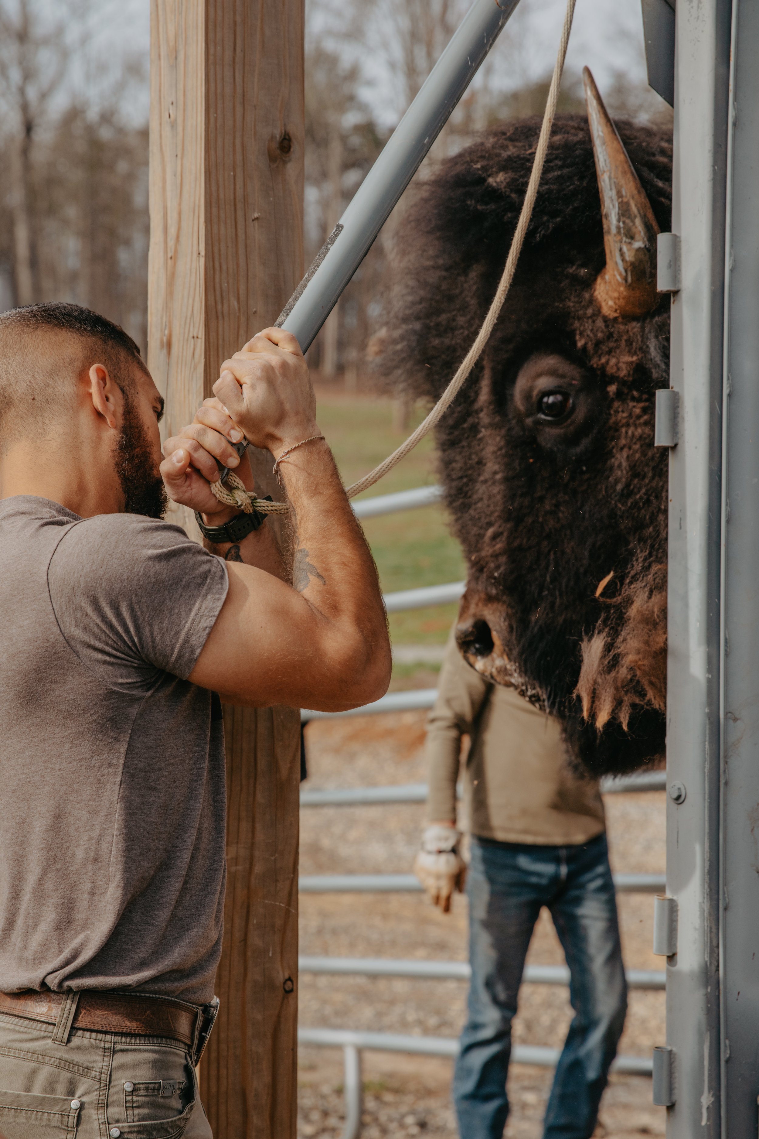 Securing bison head with rope