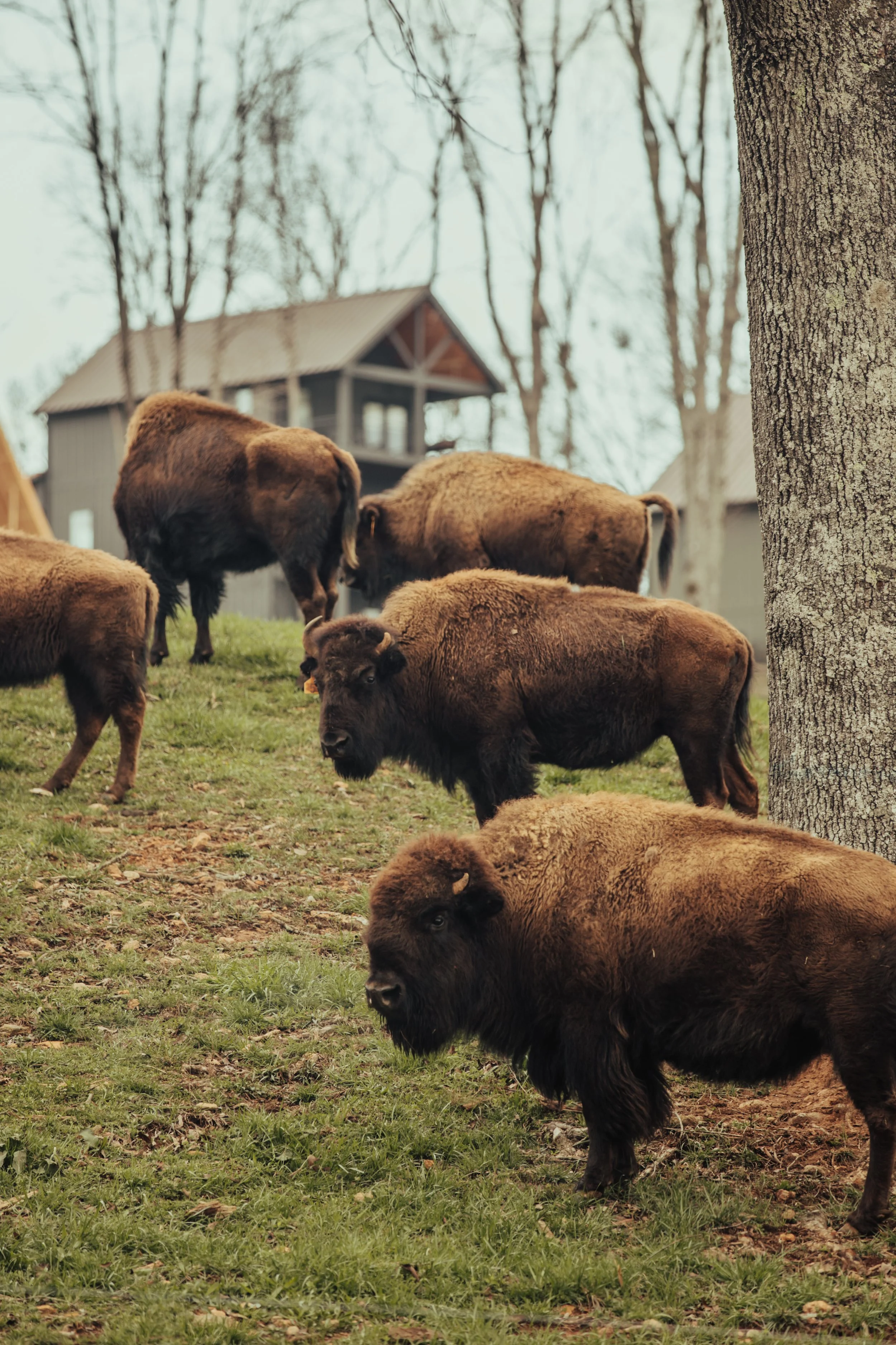 Herd of bison grazing