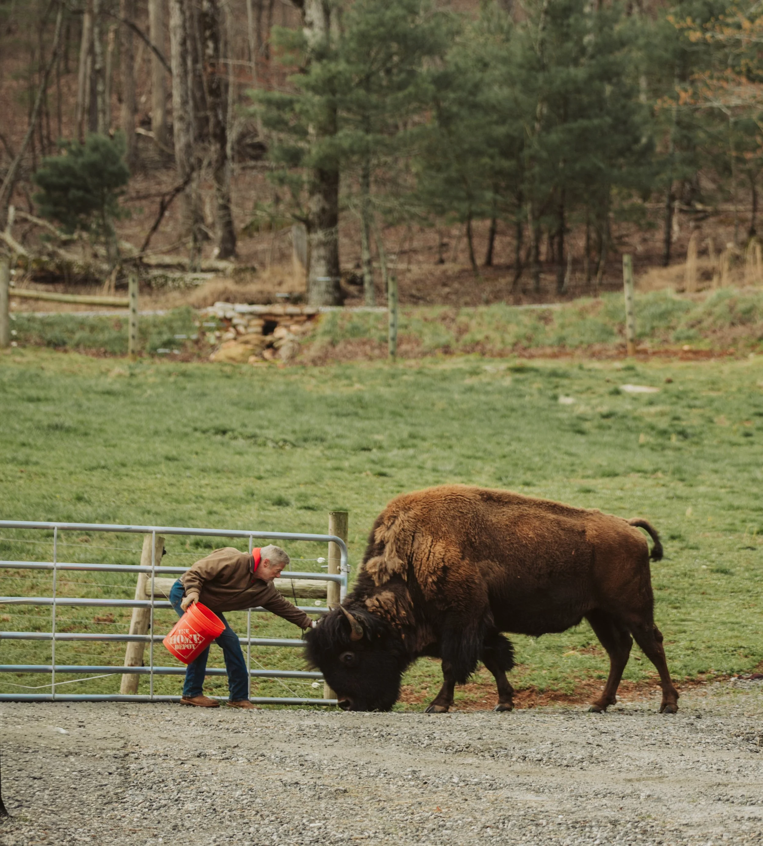 Person interacting with bison in field