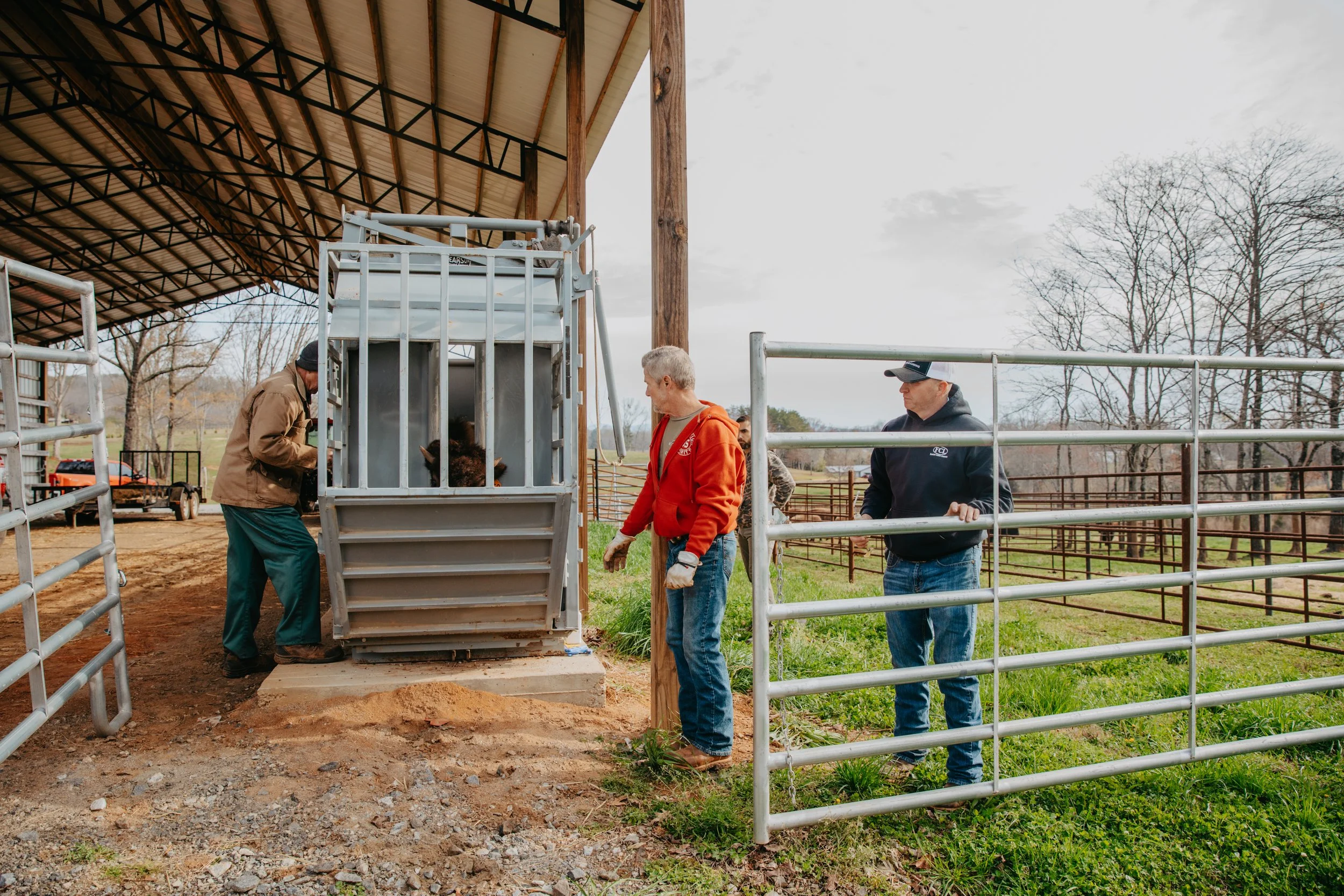 Workers at livestock gate