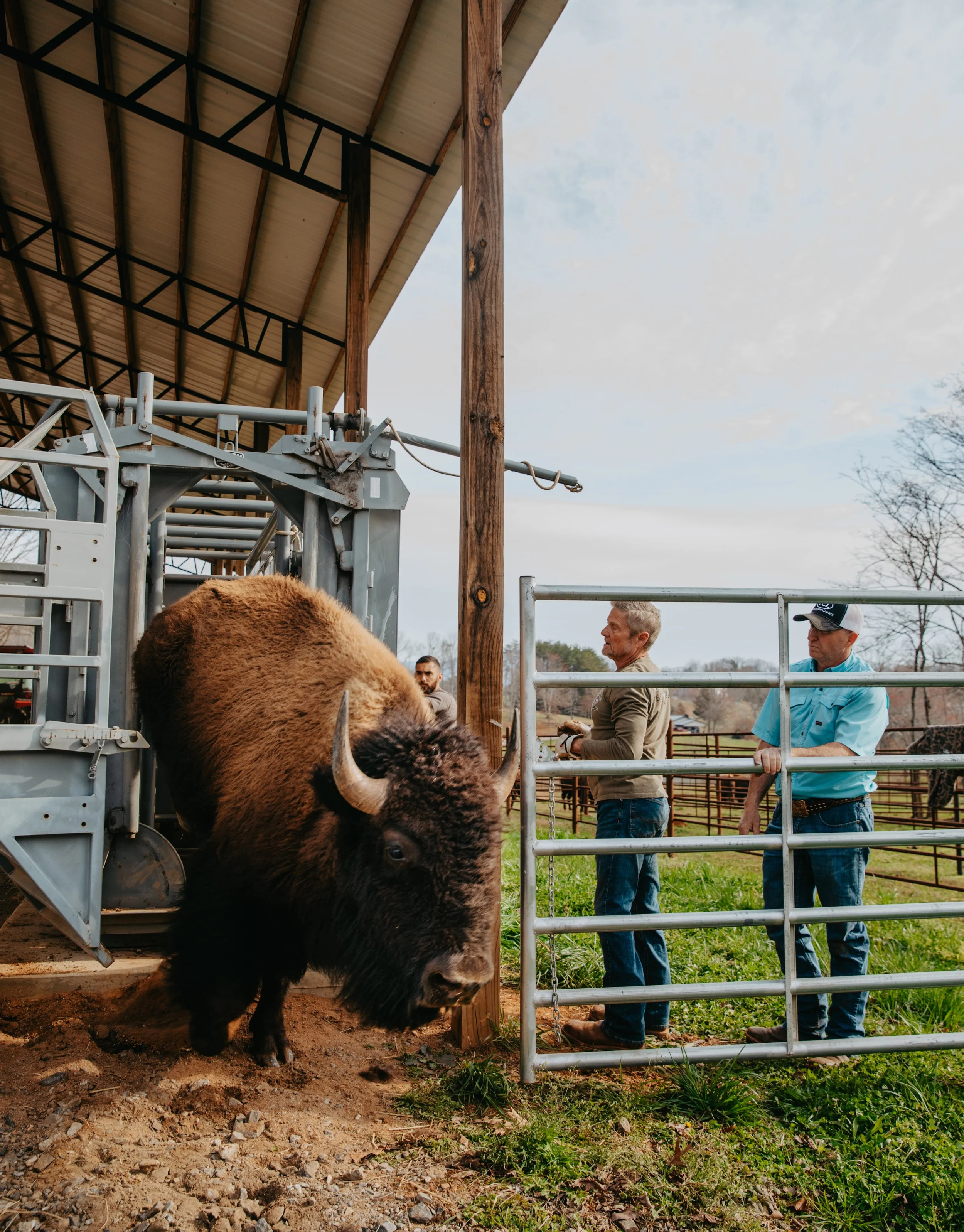Behind the Scenes: Bison Vaccination Day on a Working Ranch