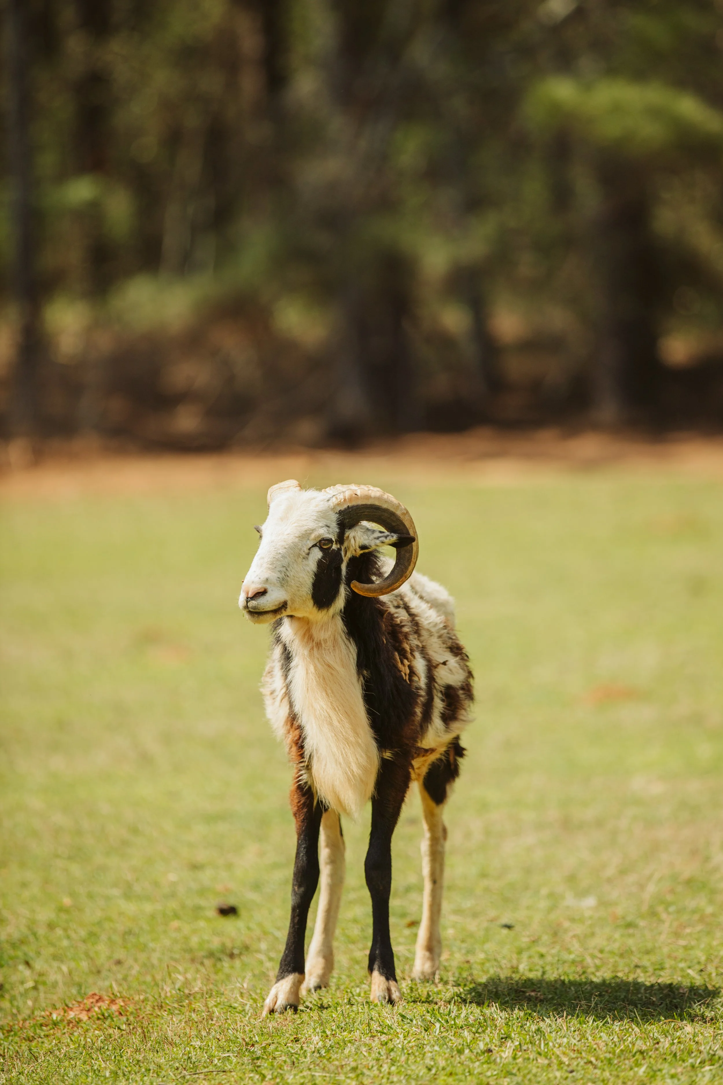 stephany-barboza-photographer-equineIMG_6729 2.JPG