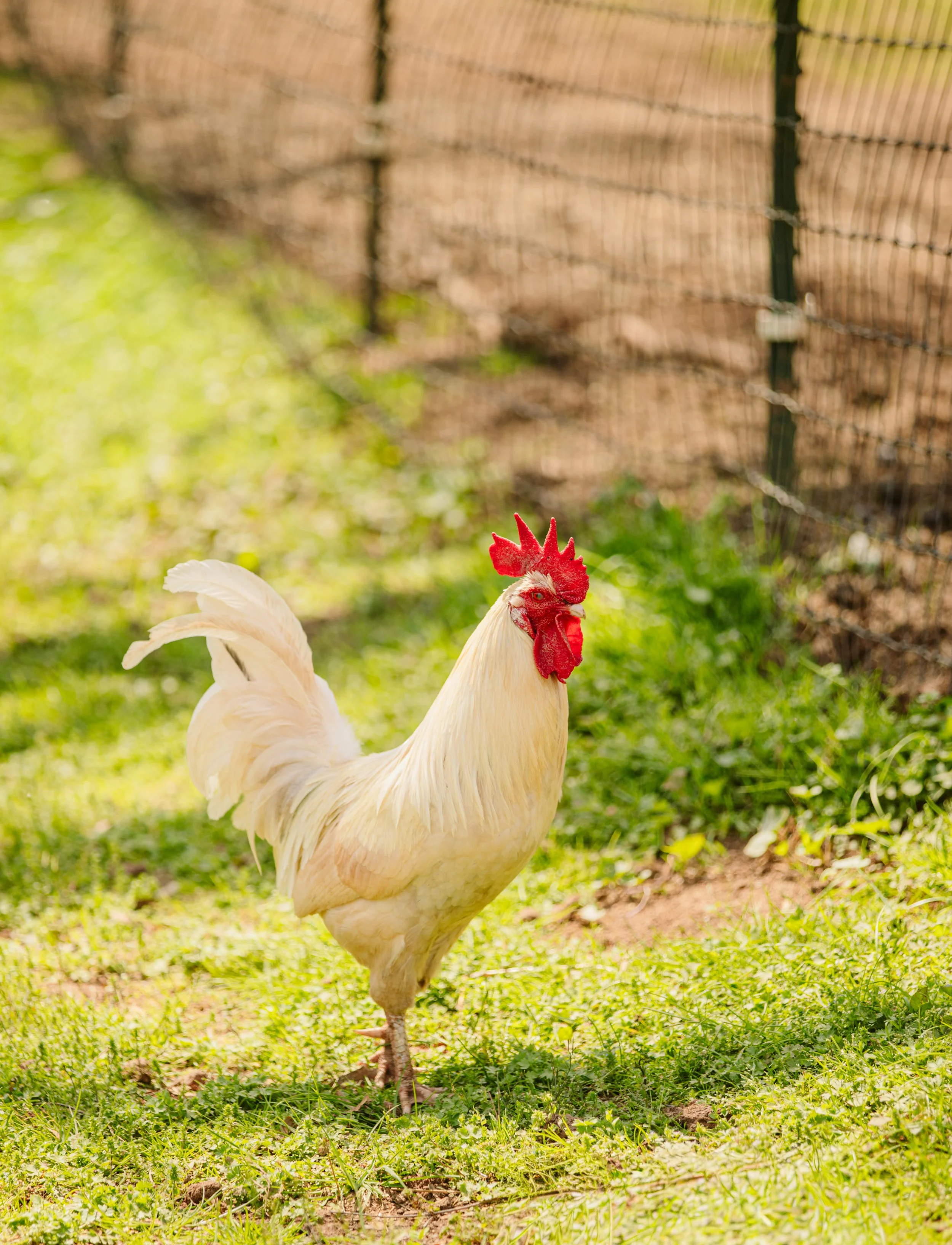 How to Get Your Livestock Noticed Online (and Actually Sell)