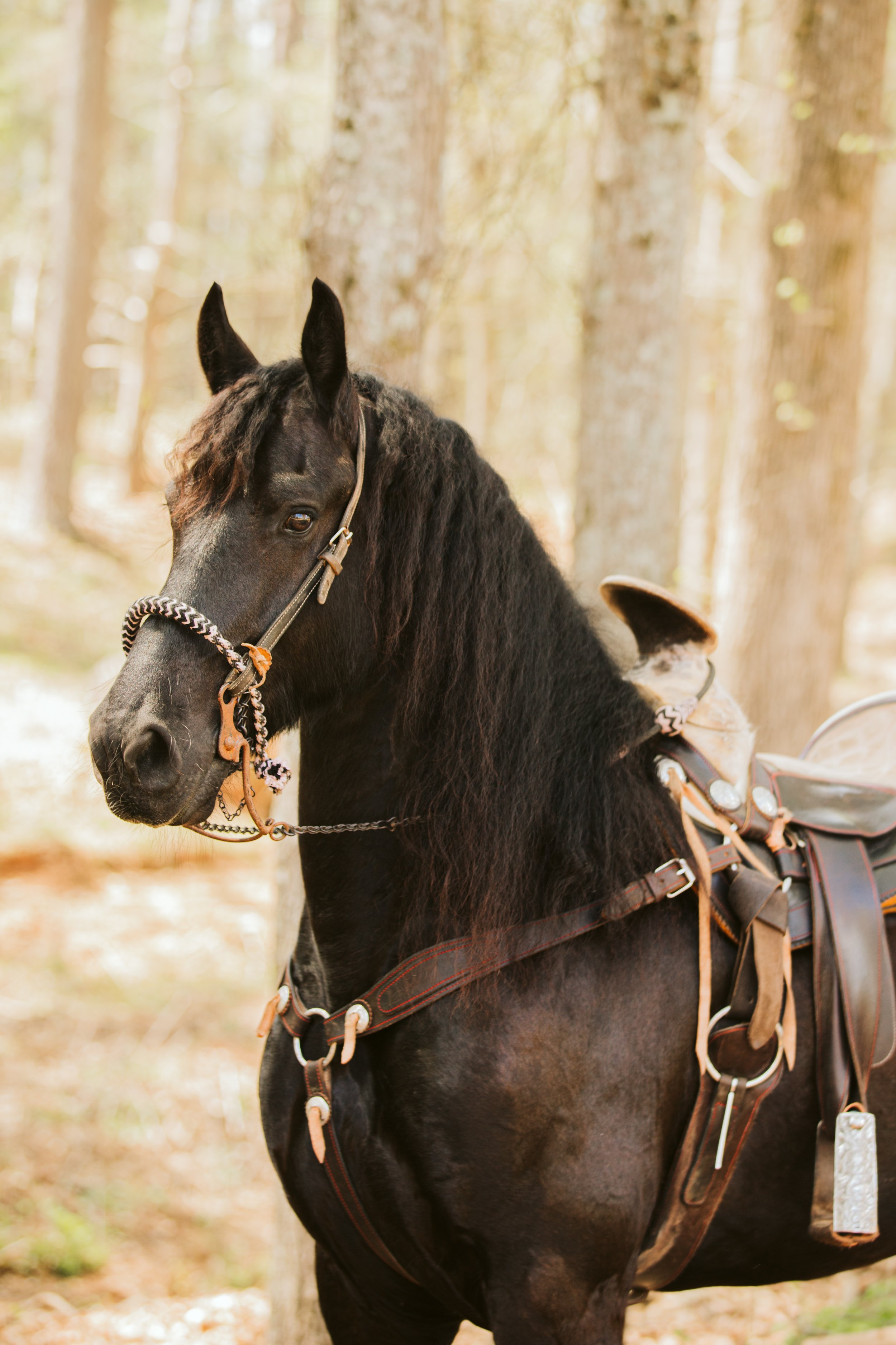 Black horse with saddle in wooded area