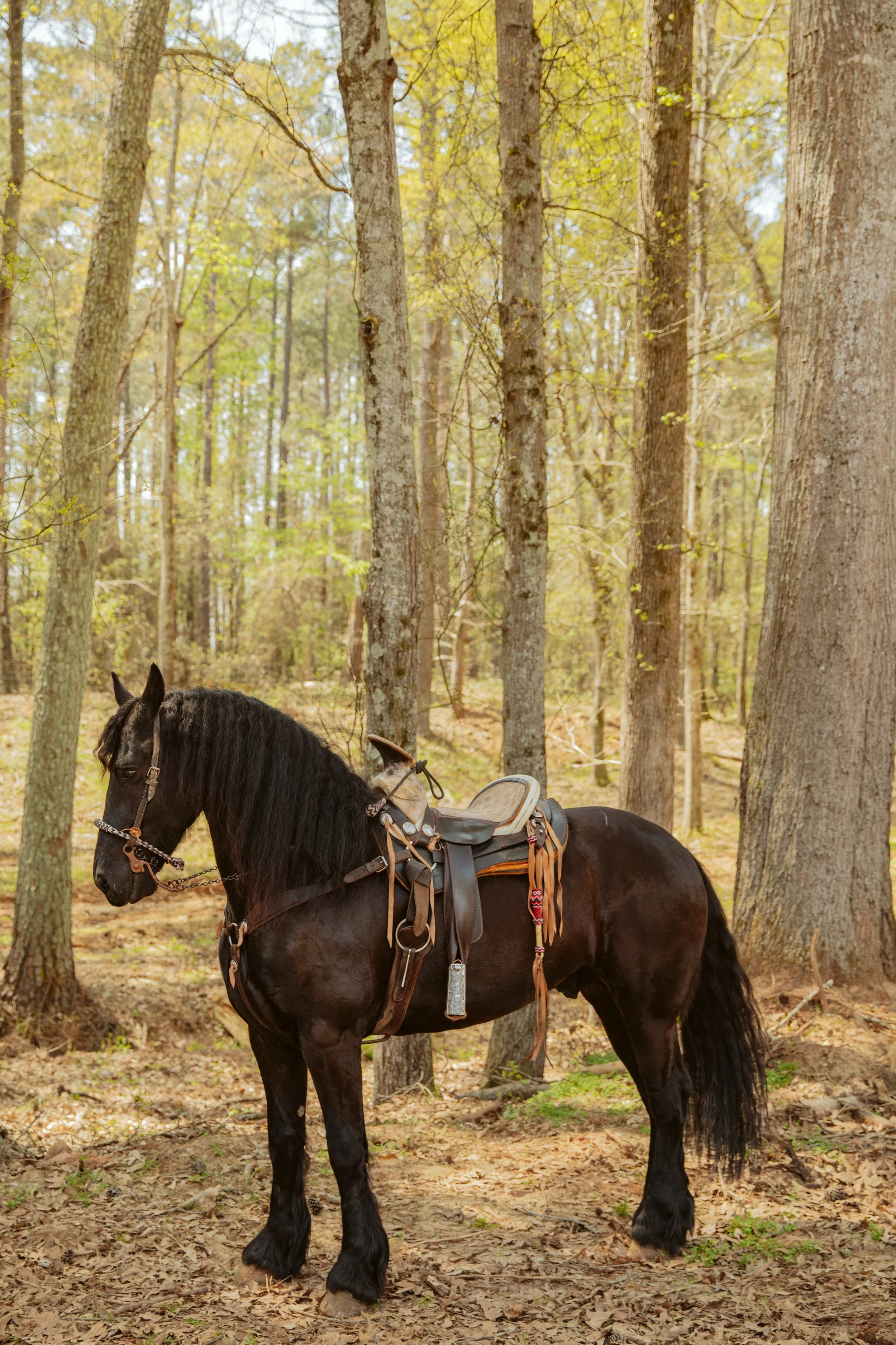 Saddled black horse standing in forest