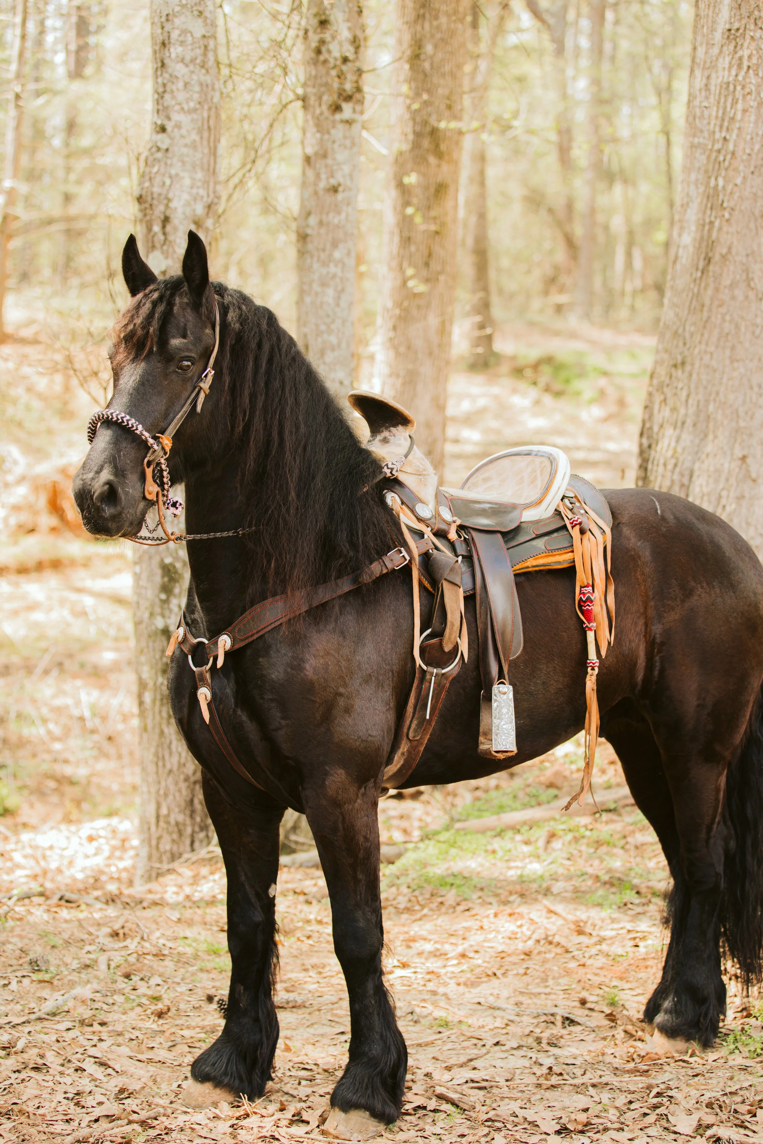 Black horse with tack in woodland setting