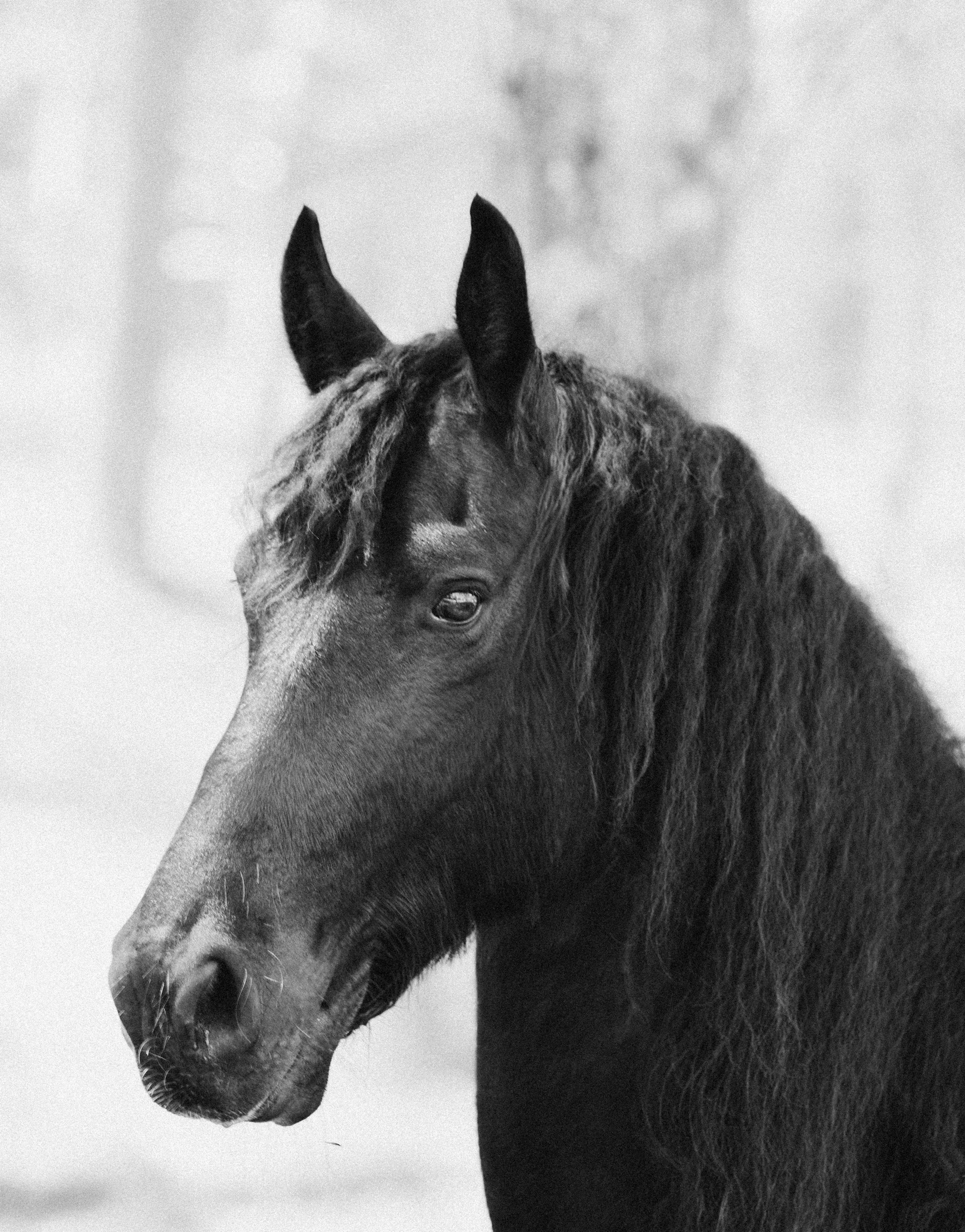 Black horse head portrait in black and white