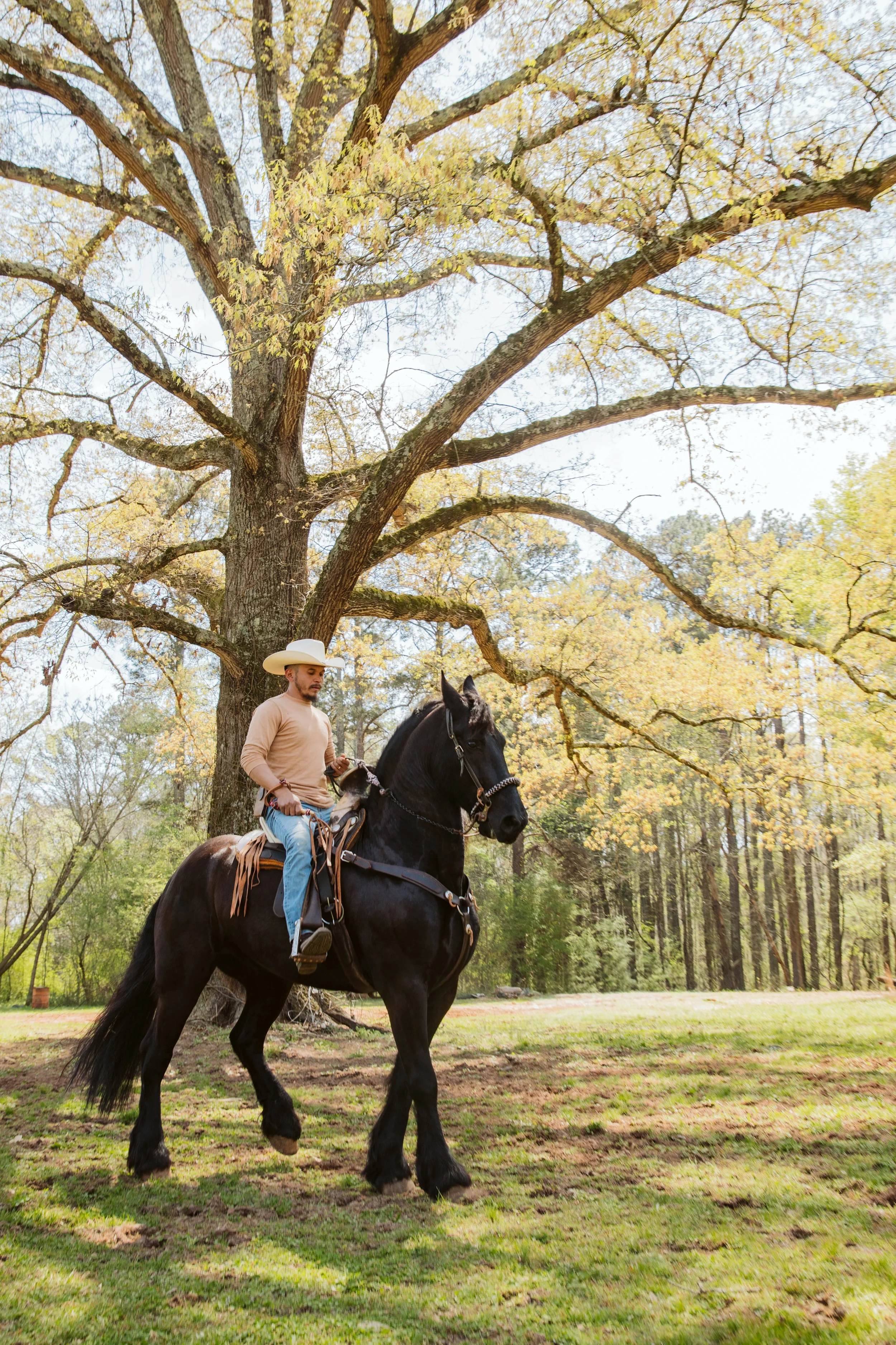 friesan horse dancing