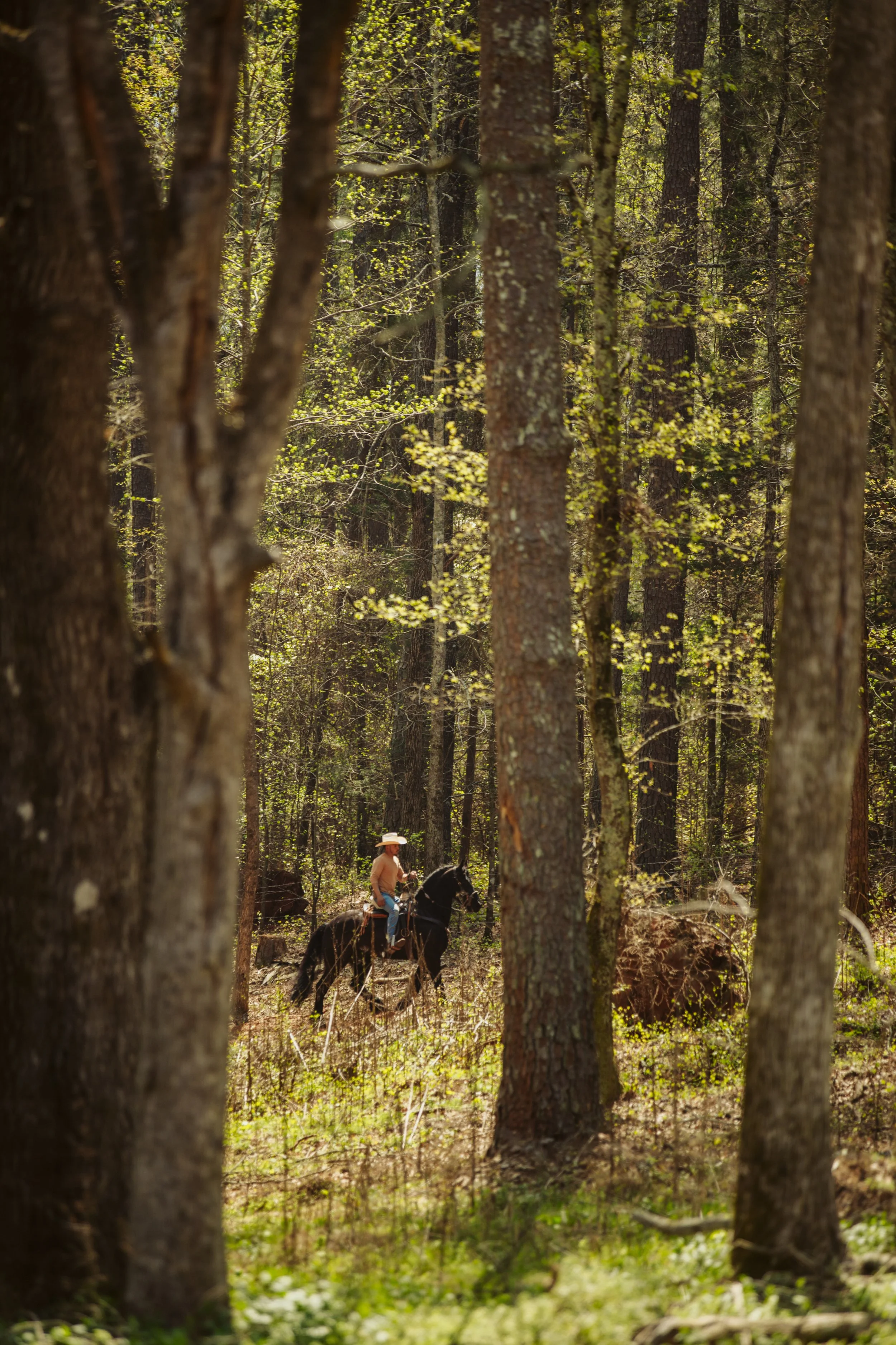 cowboy with friesian horse