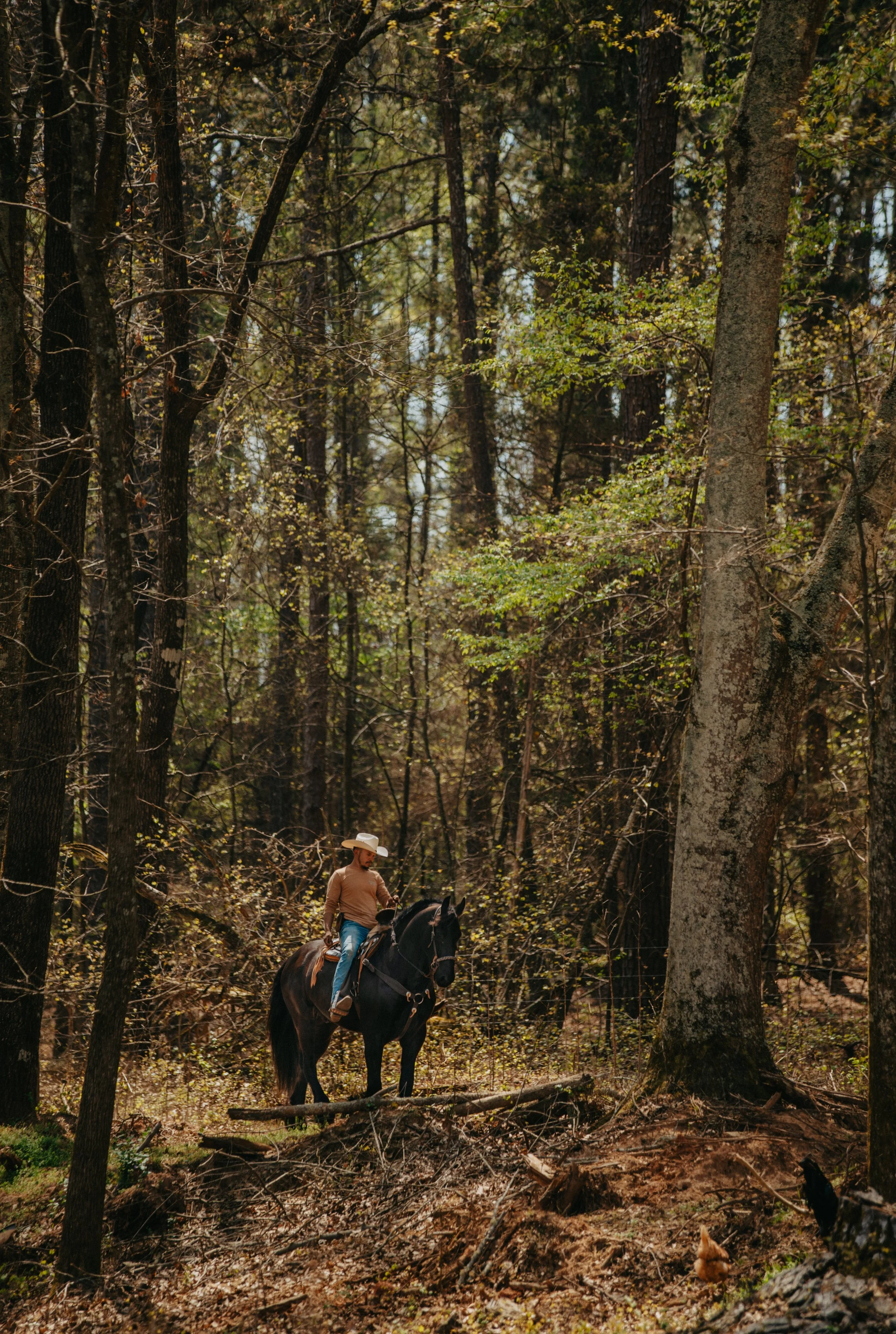 black horse friesian