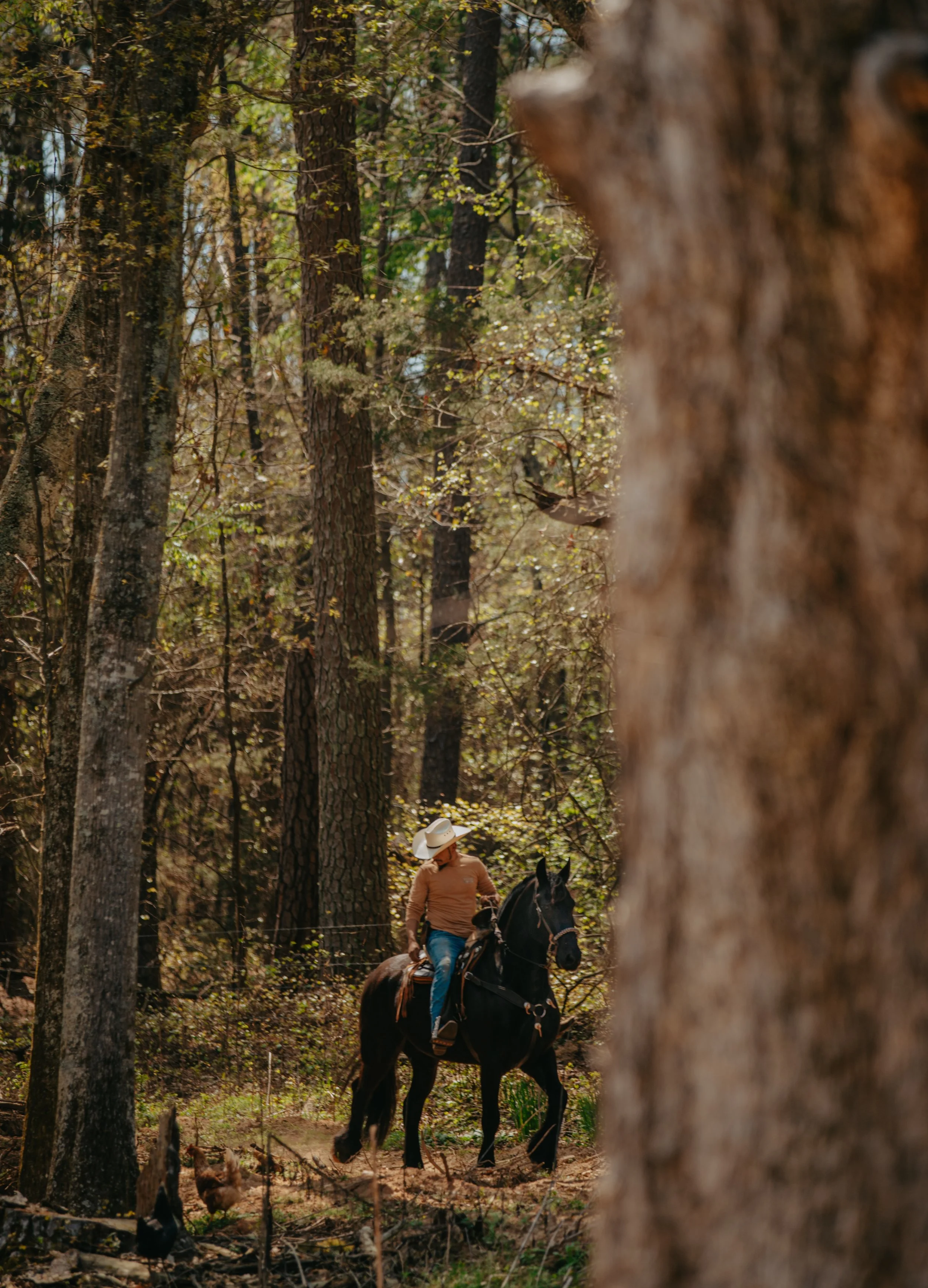 Horseback rider moving through forest trail