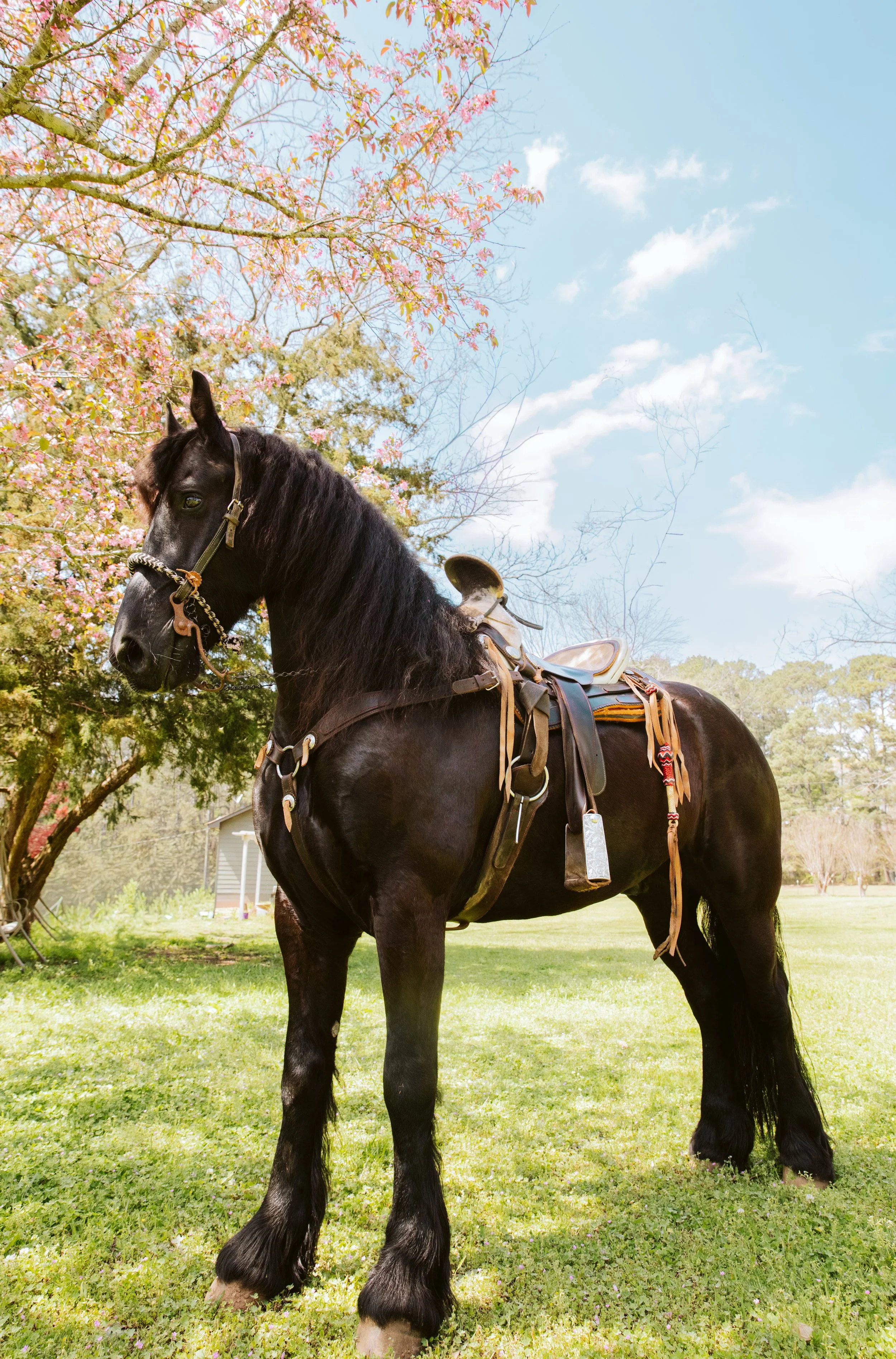 Black horse standing in open grassy field