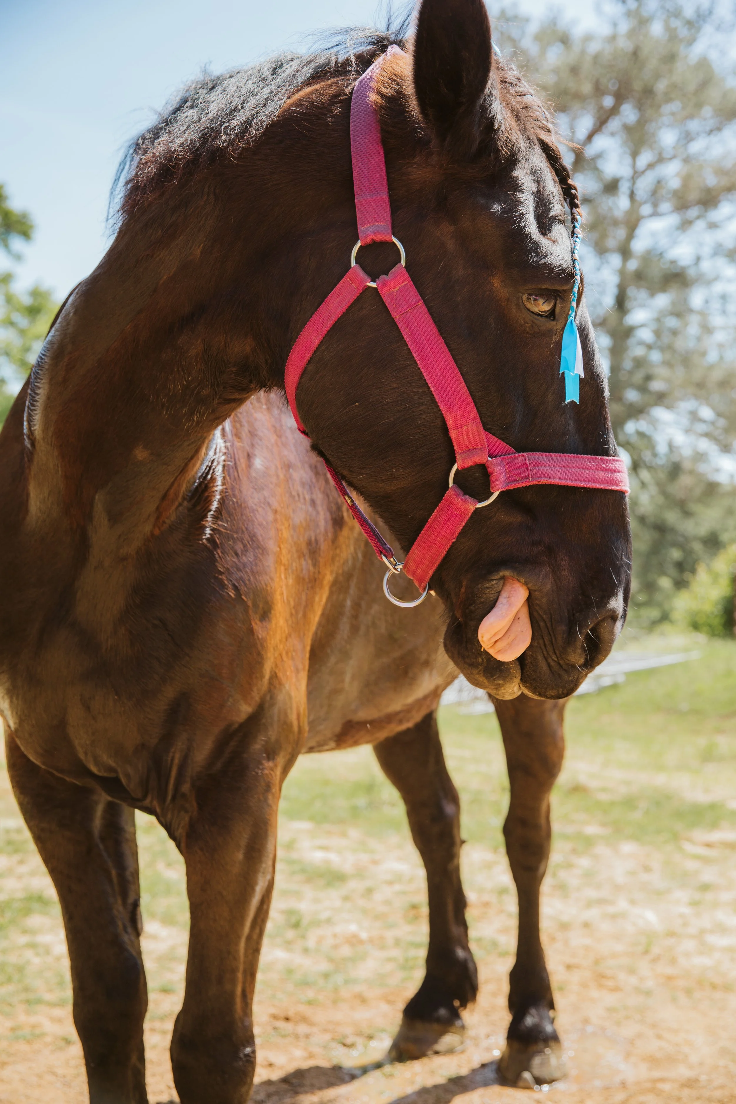 stephany-barboza-ga-draft-horse-photographer1K9A2456.jpg