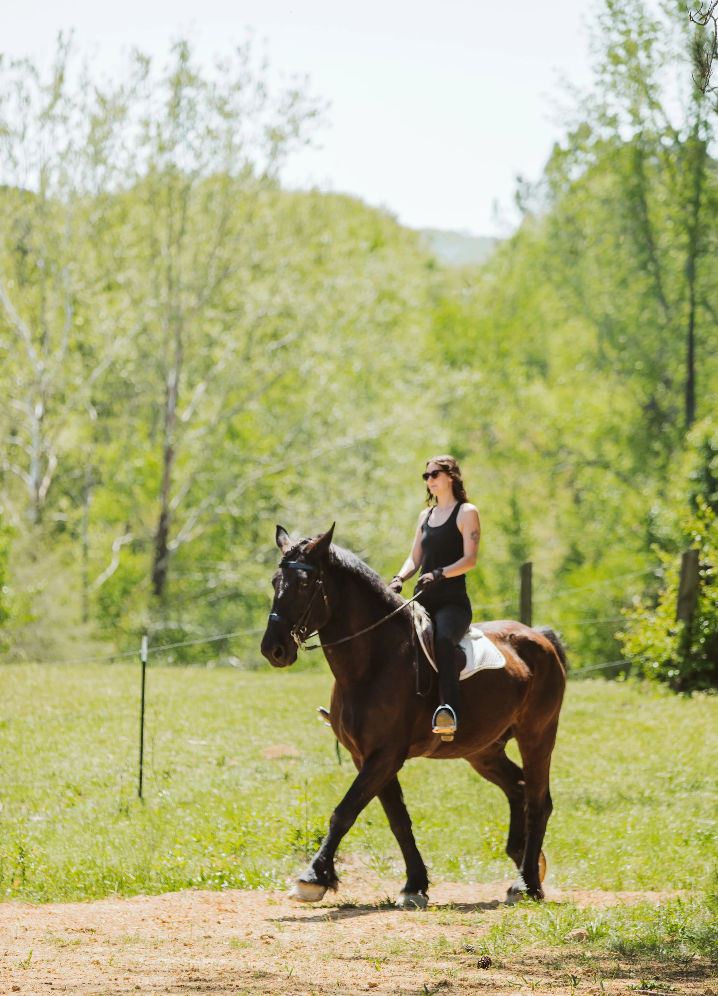 stephany-barboza-ga-draft-horse-photographerIMG_0939.jpg