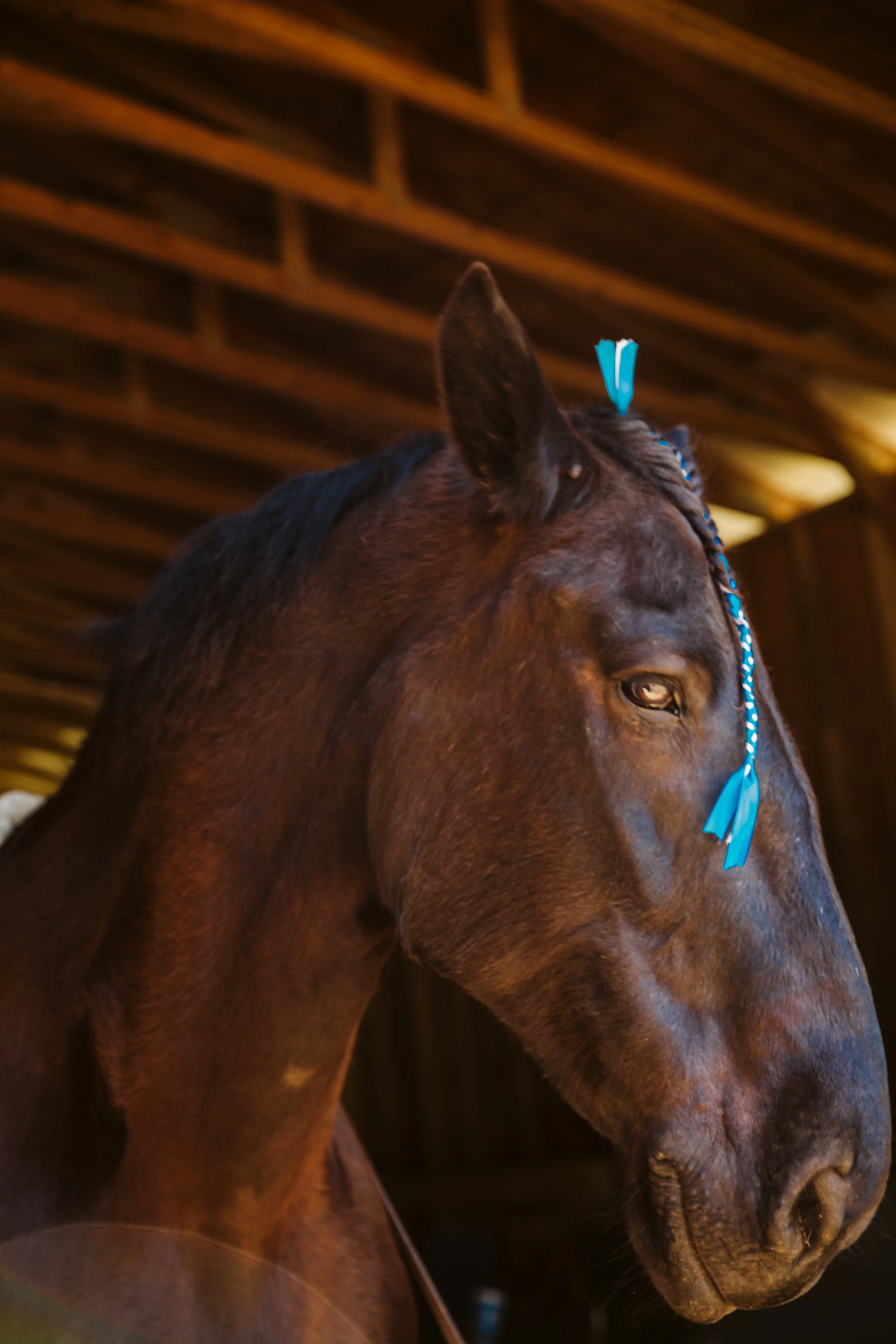 stephany-barboza-ga-horse-photographer1K9A1866.jpg