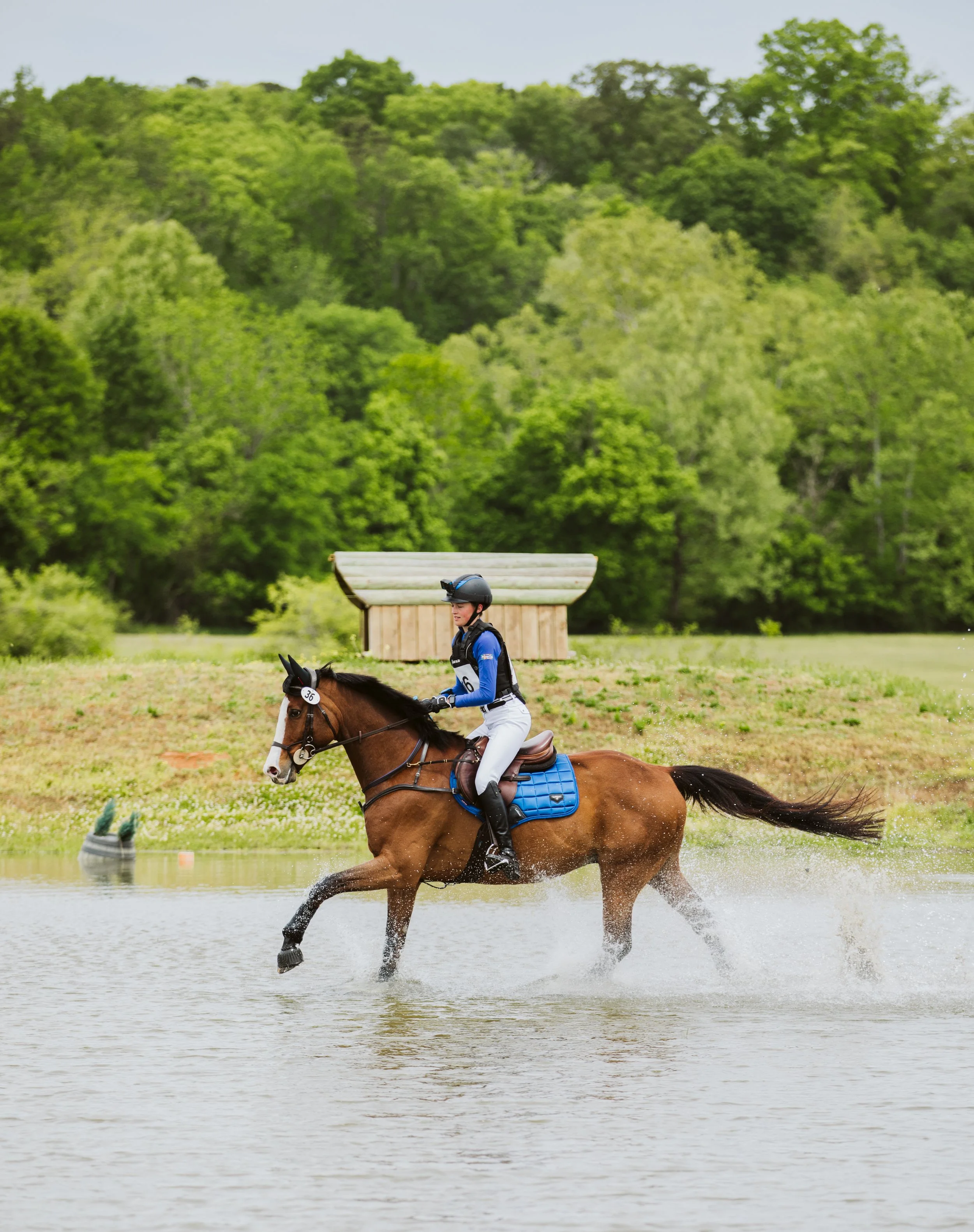 Bay horse trotting through shallow water