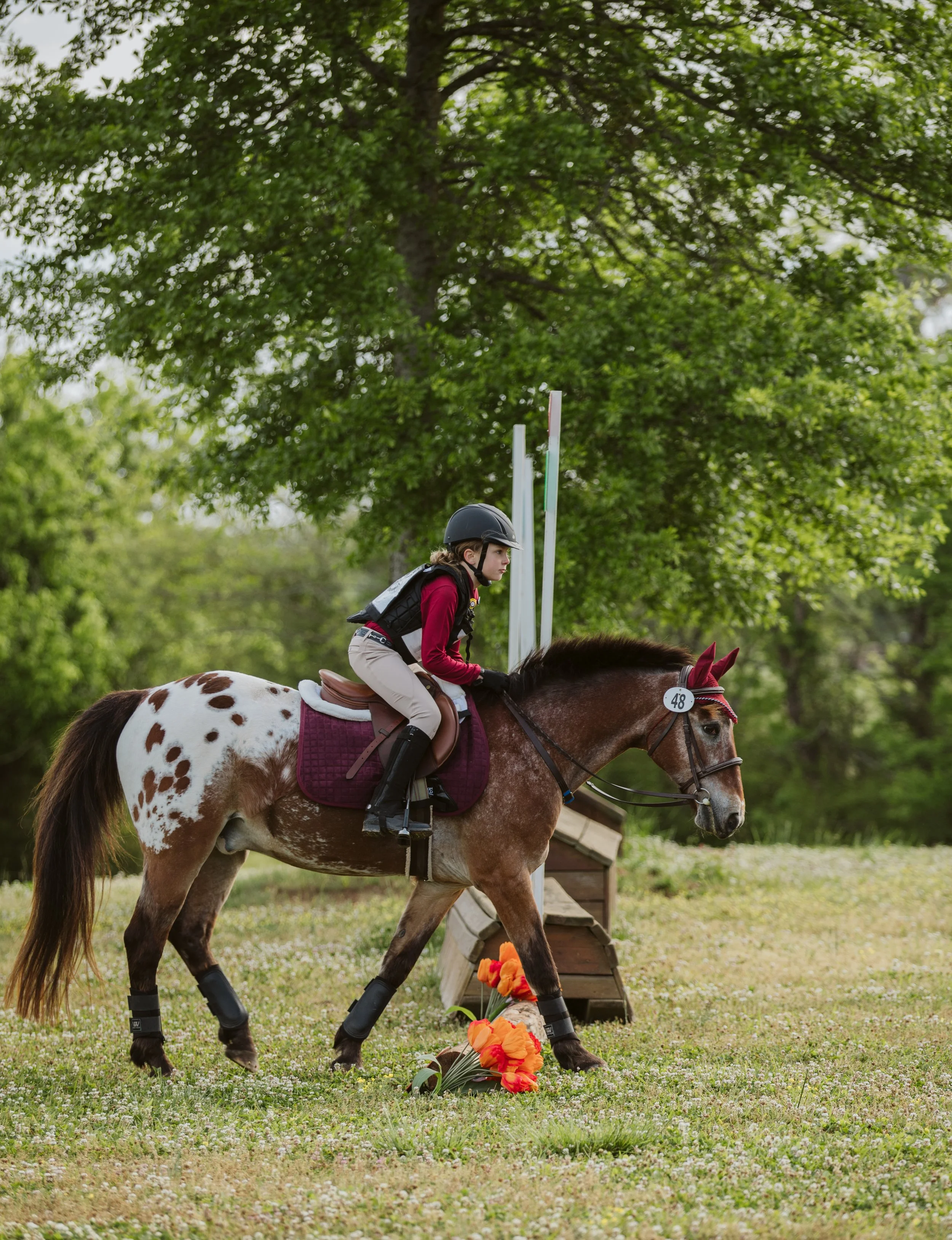 Appaloosa horse near eventing obstacle