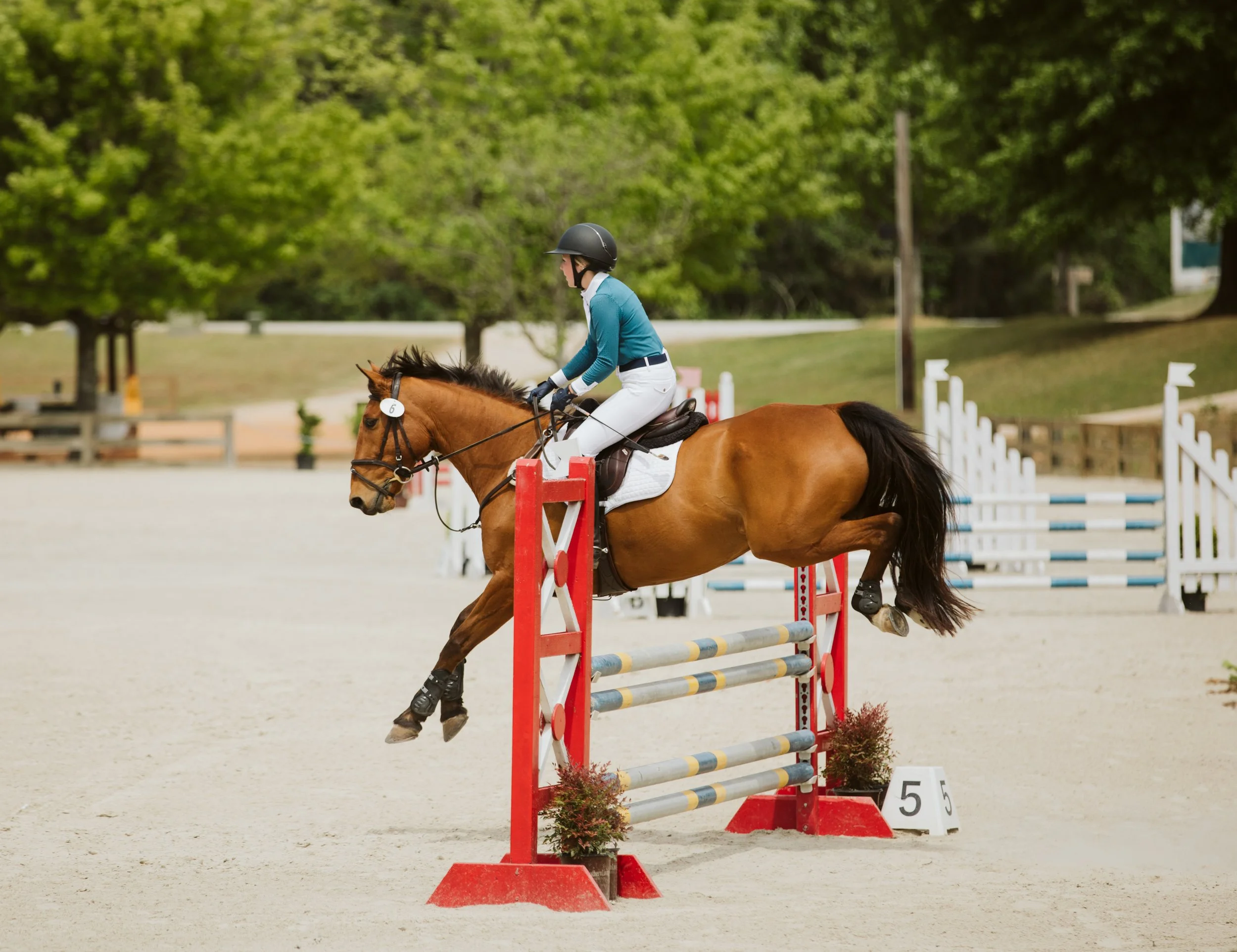 stephany-barboza-equestrian-ga-photographer1K9A8555.jpg