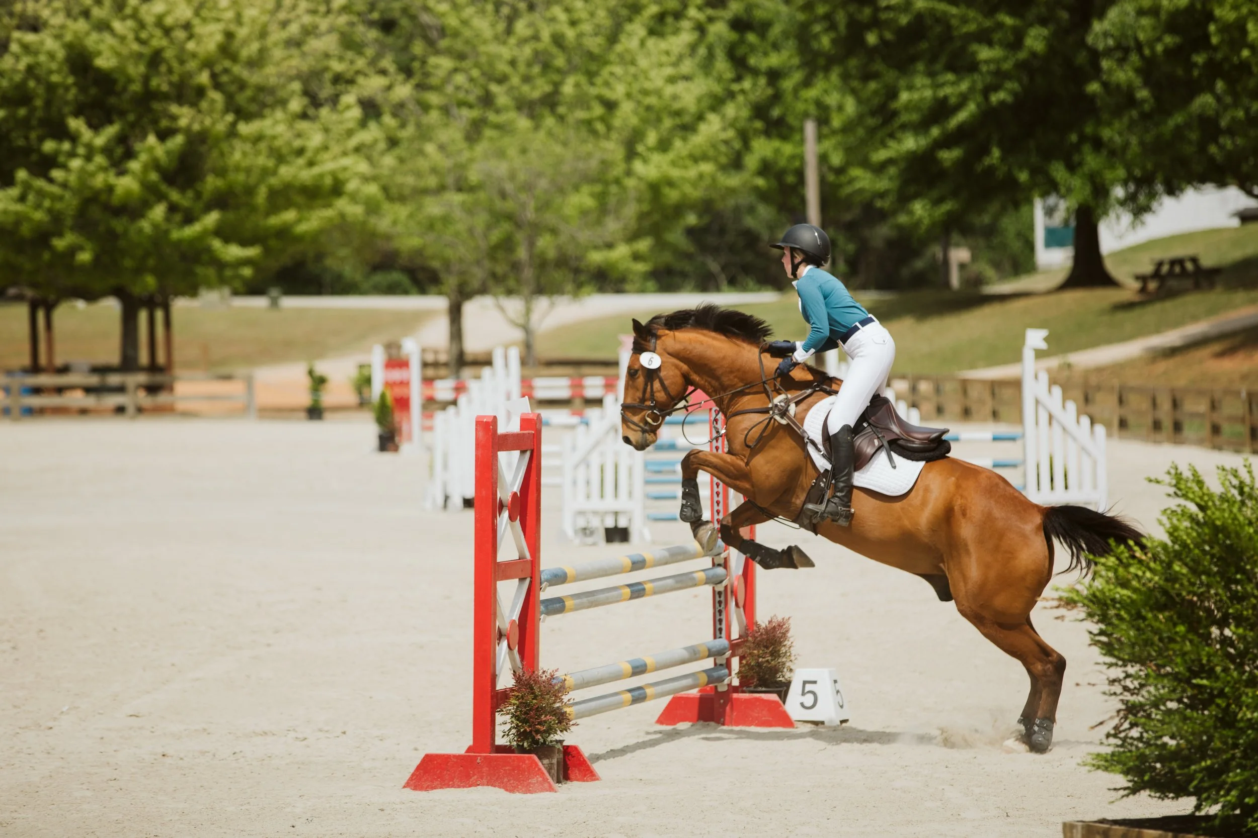 stephany-barboza-equestrian-ga-photographer1K9A8606.jpg