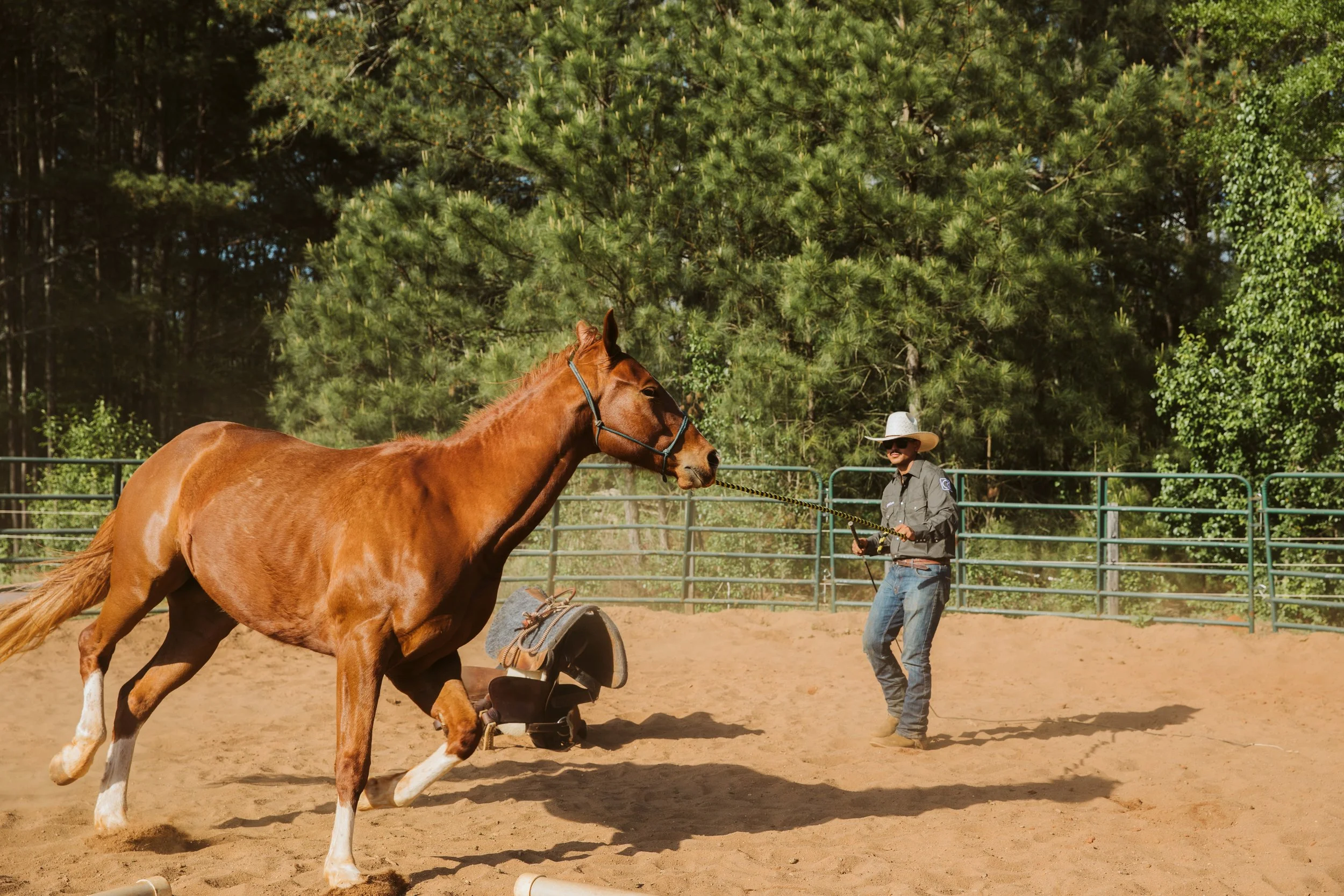 stephany-barboza-ga-equine-photographer1K9A4889.JPG