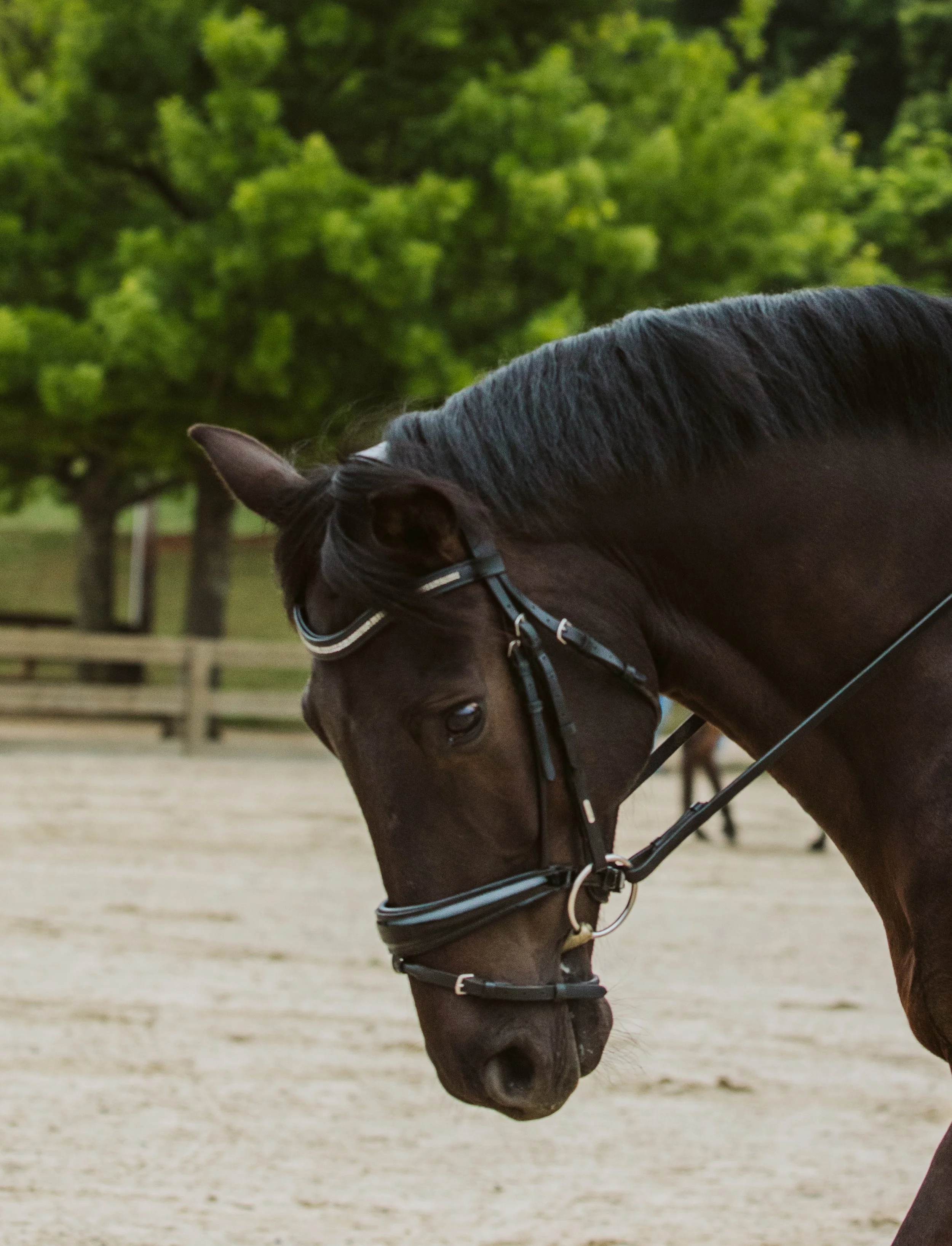 stephany-barboza-ga-show-jumping-photographer1K9A9447.JPG