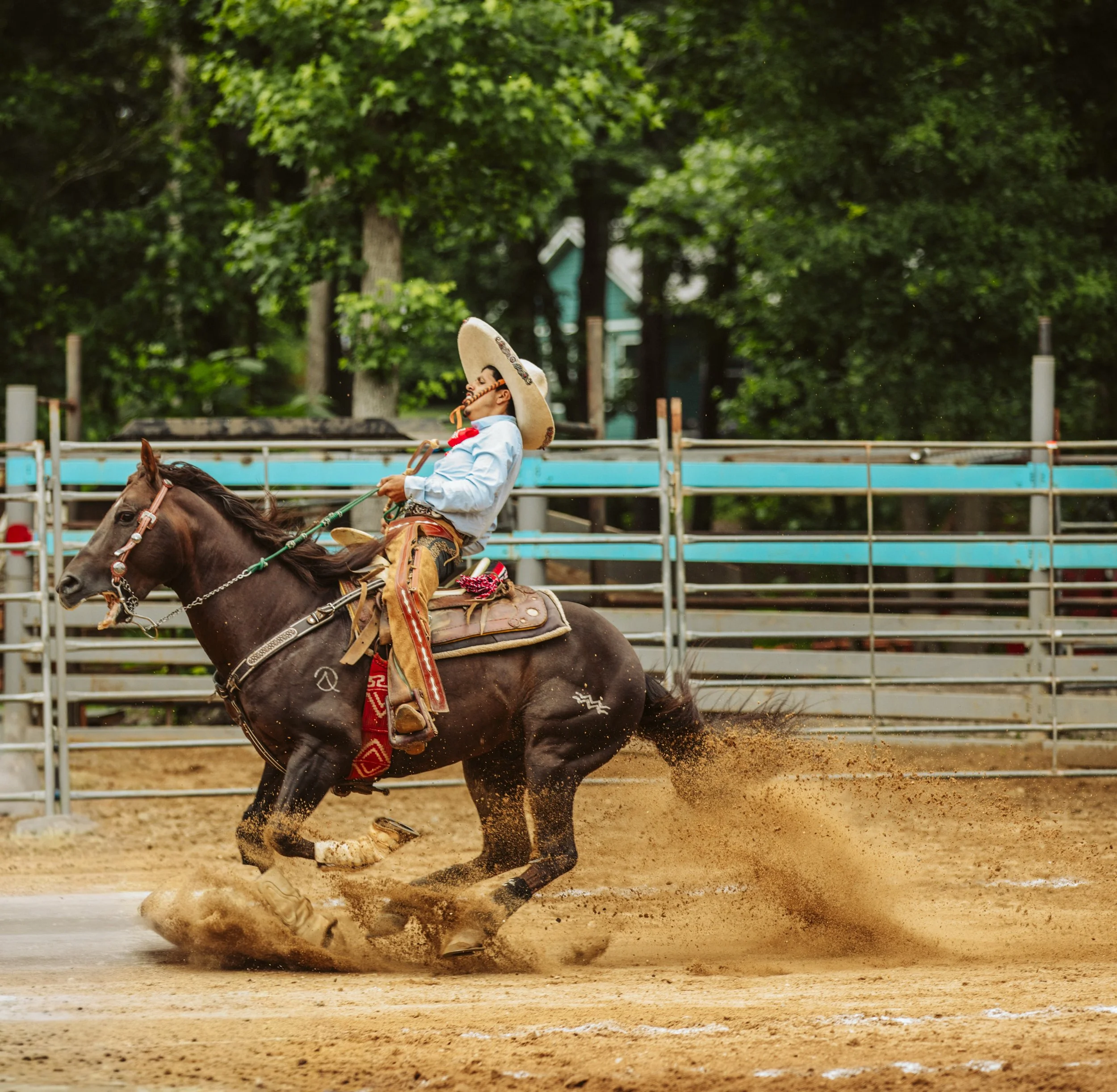 Coleadero Action at Georgia Charreada