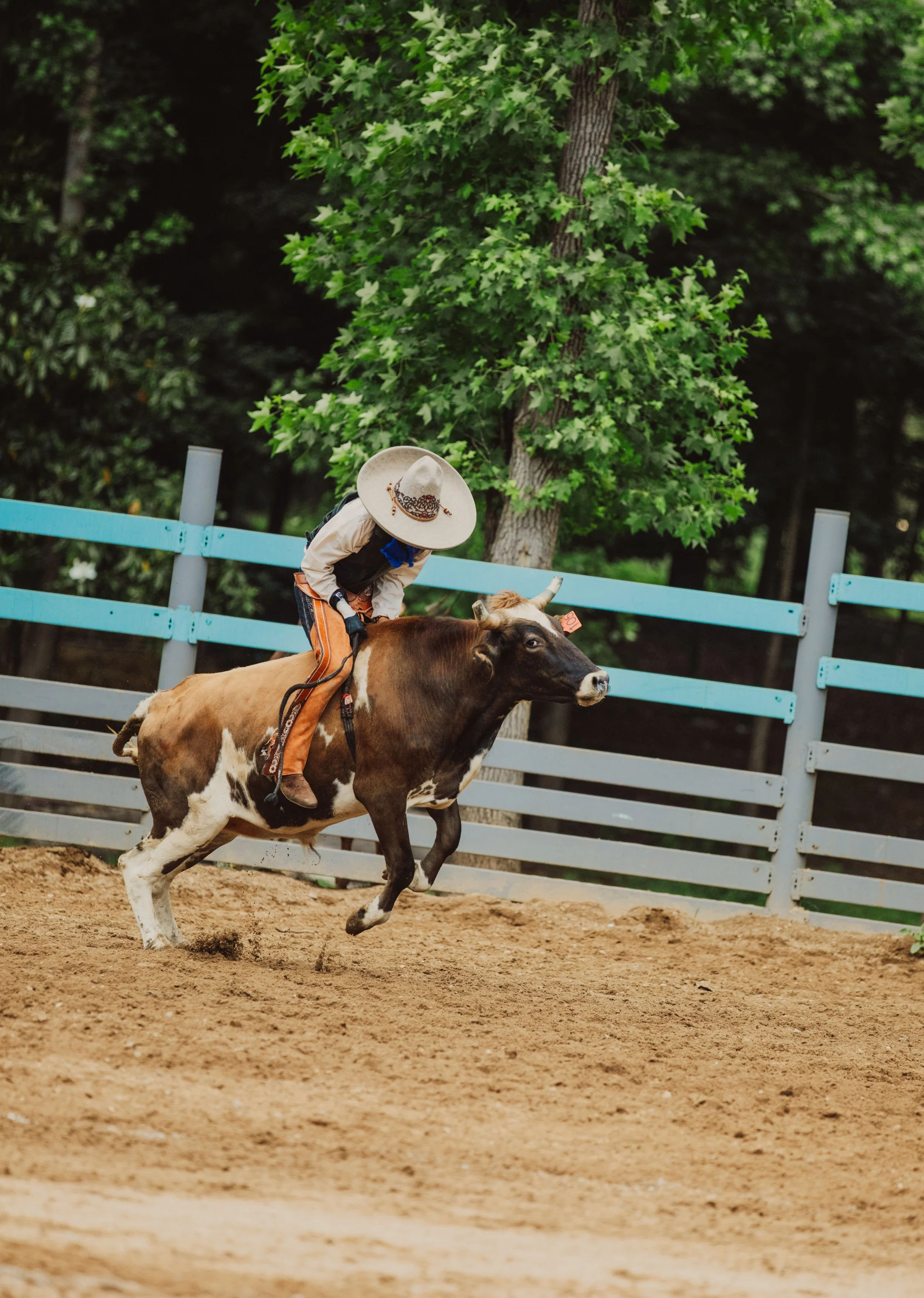 Chasing Calf in Arena