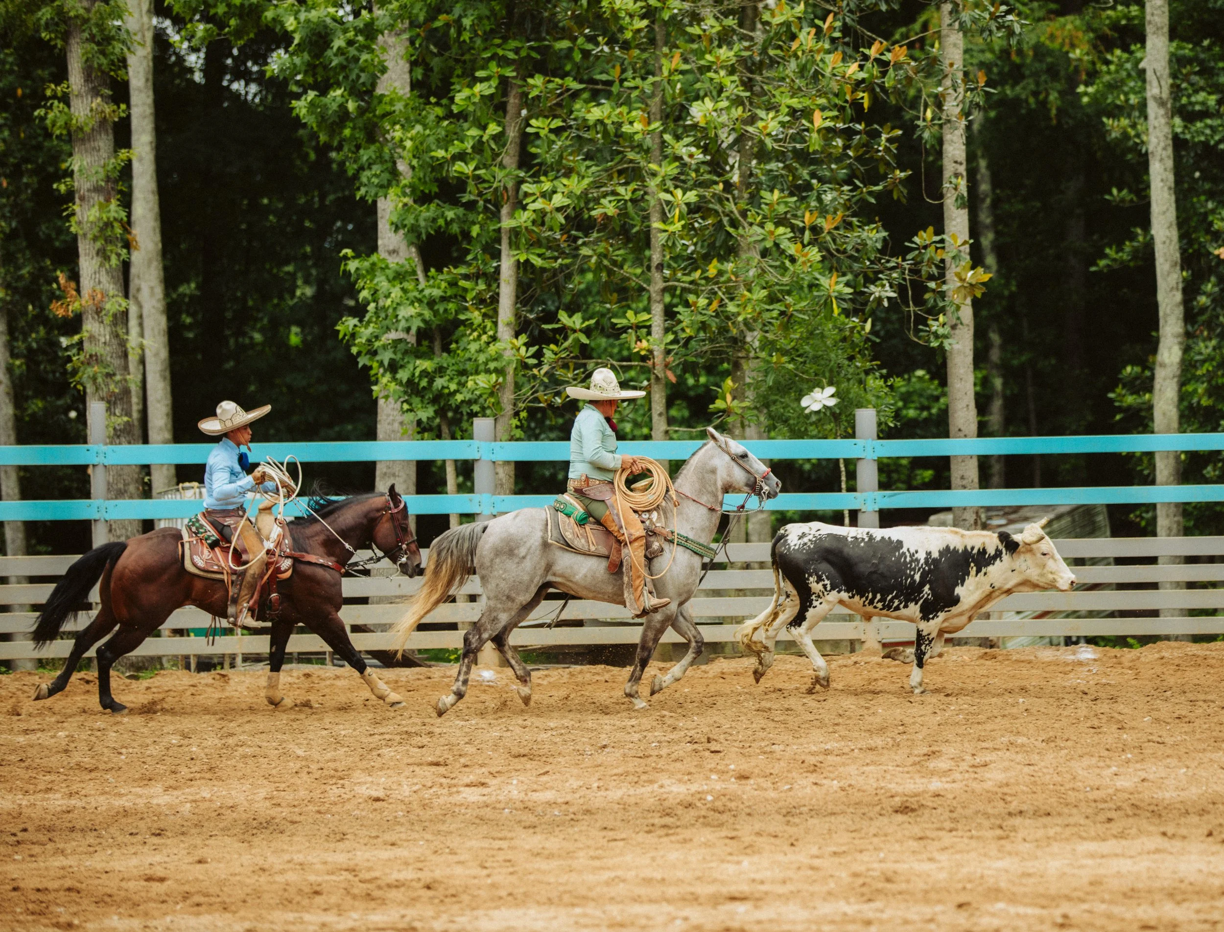 Team Cattle Work During Charreada