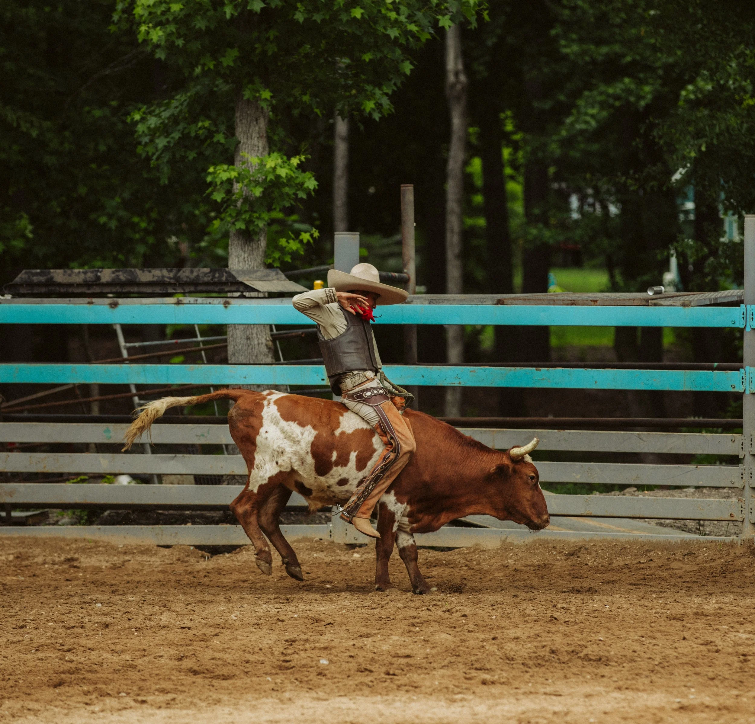 steer Wrestling Action at Charreada