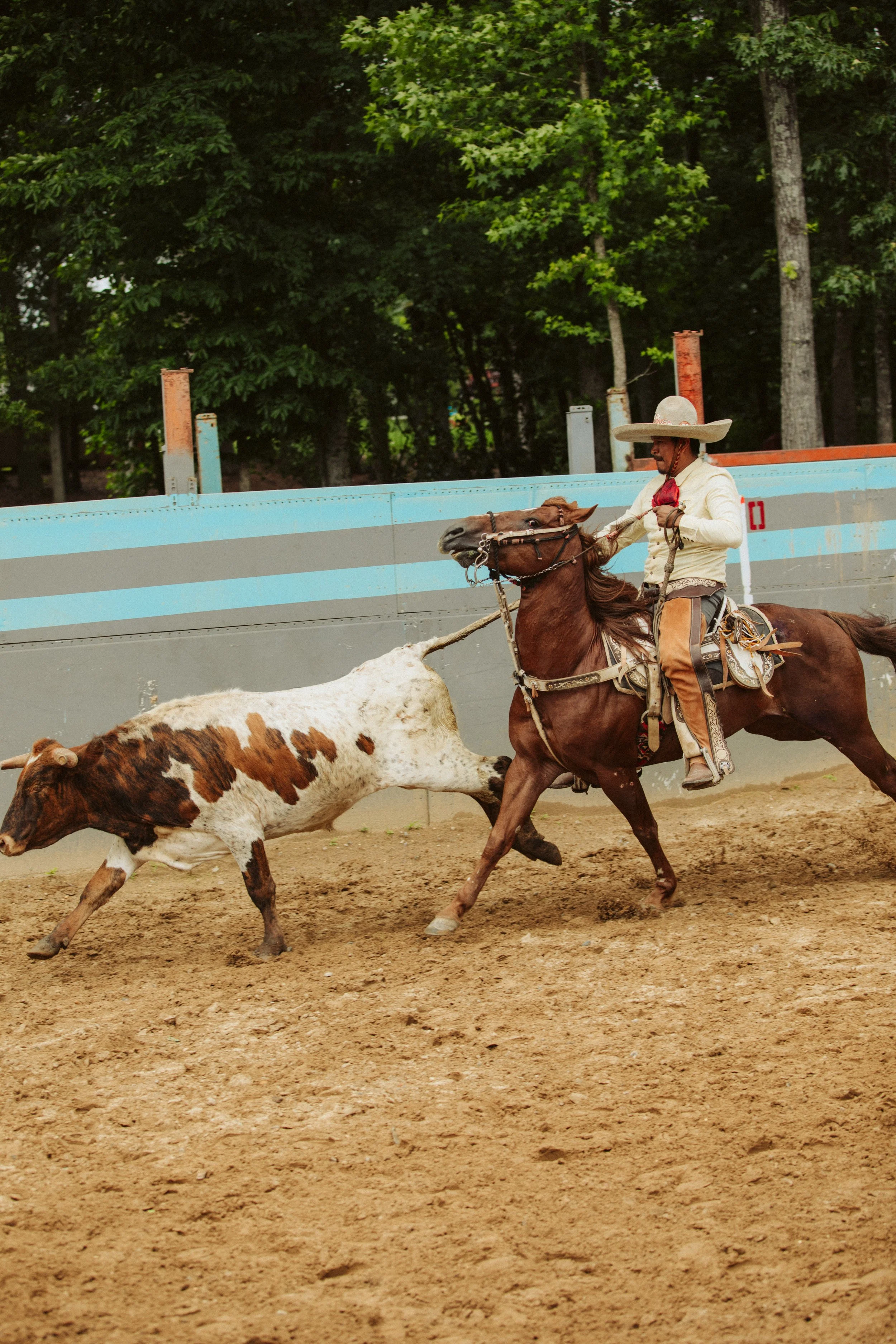 Charro Guiding Cattle Across Arena