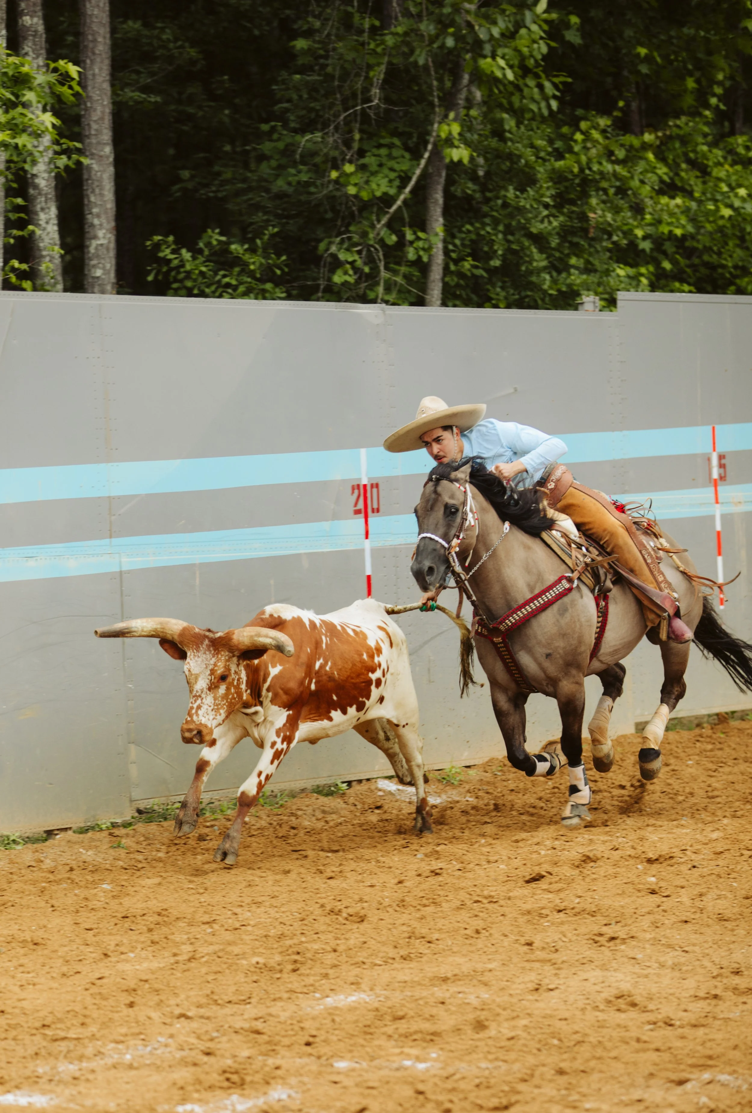 Working Horse and Cattle at Charreada