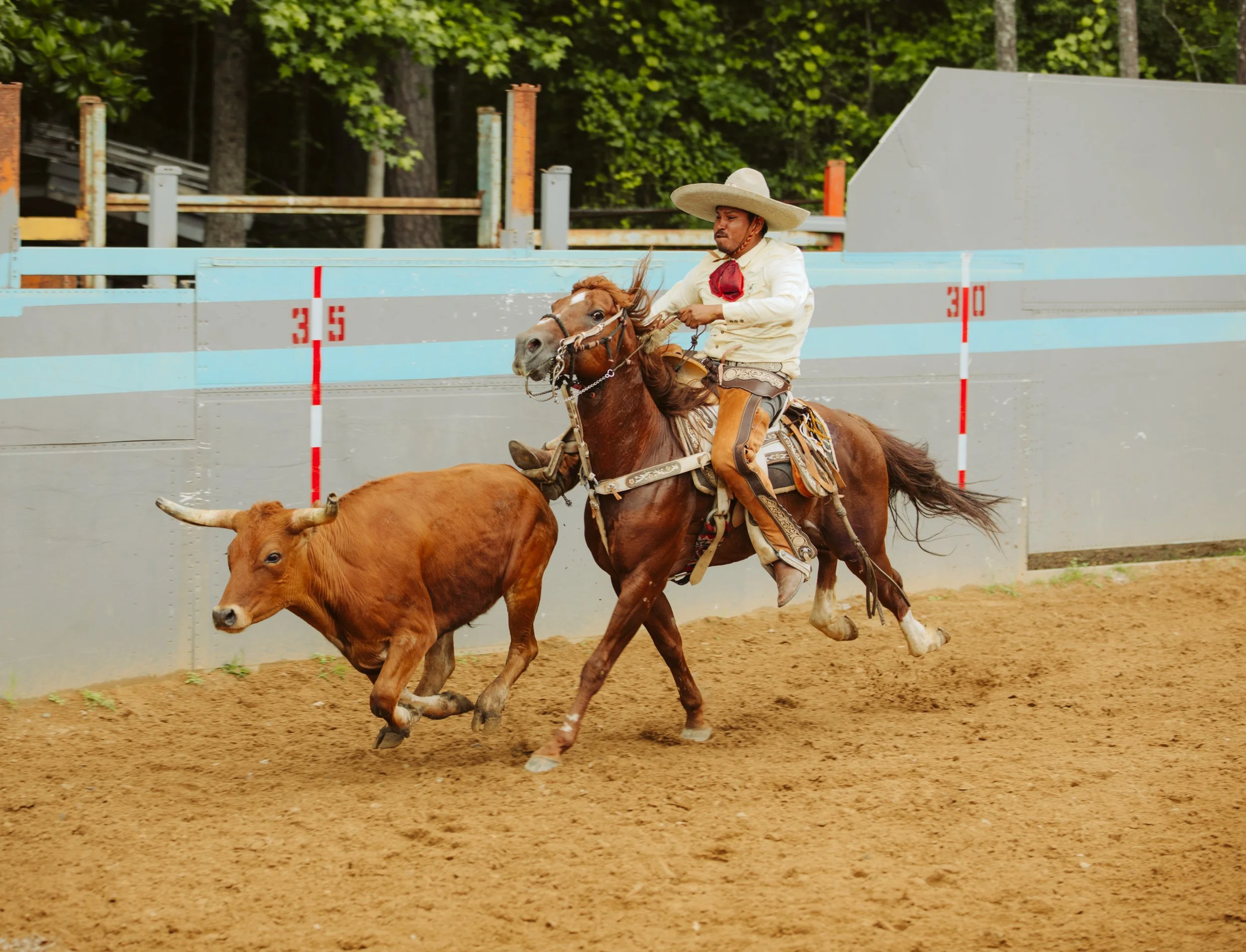 Charro and Steer in Competition Arena