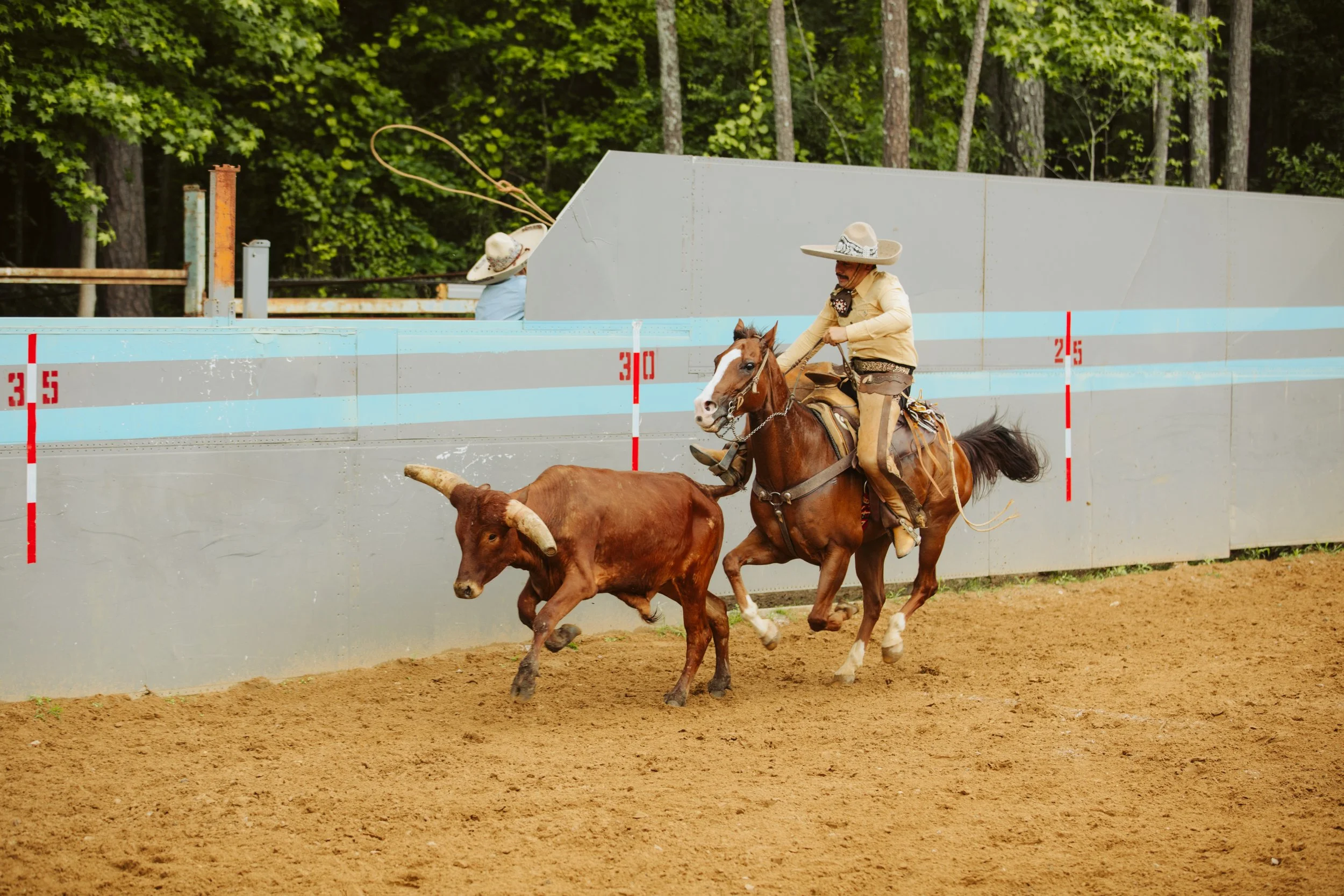 Horse and Rider Tracking Cattle