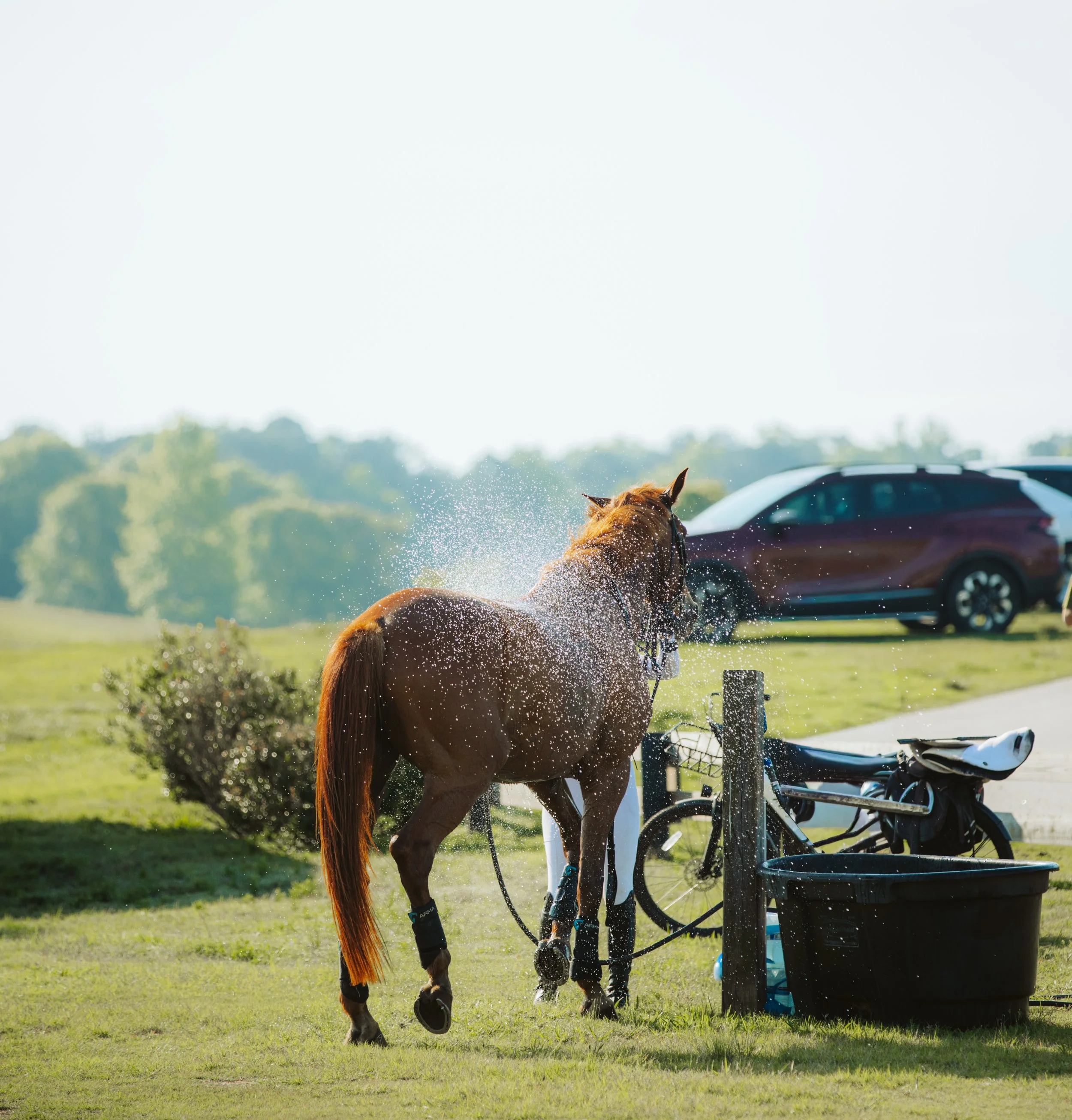 stephany-barboza-photographer-ga-horse-show1K9A9202.JPG