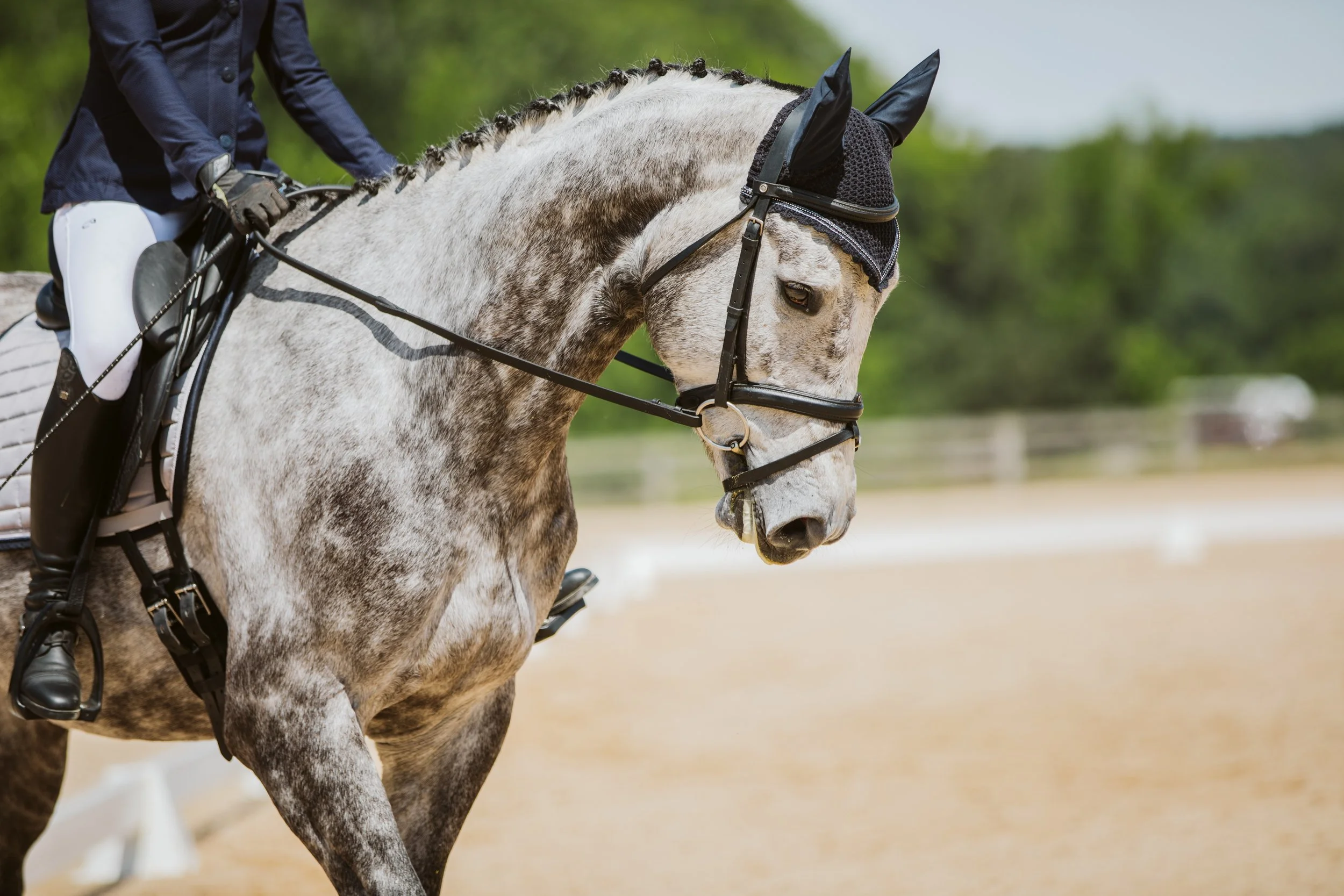 stephany-barboza-photographer-ga-horse-show1K9A5294.JPG