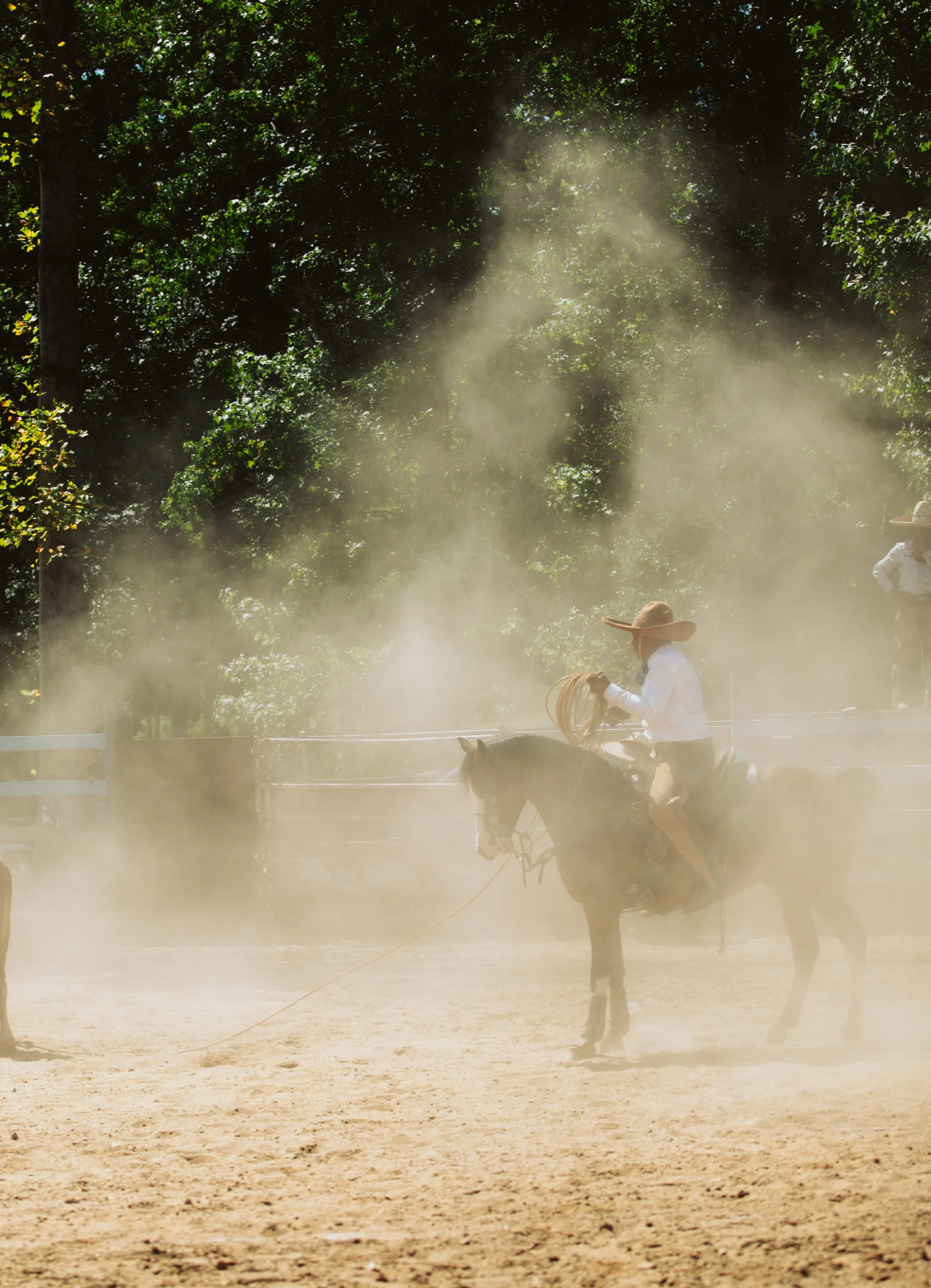 Horse and Rider Through the Dust