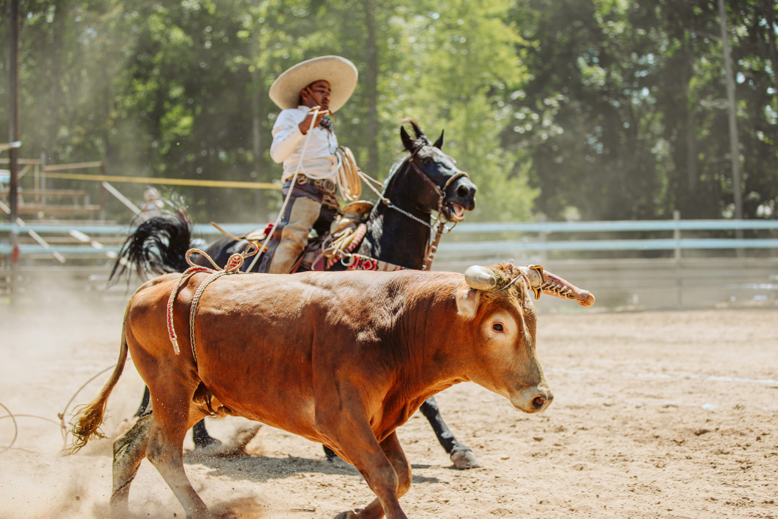 Horse and Rider During a Charrería Event