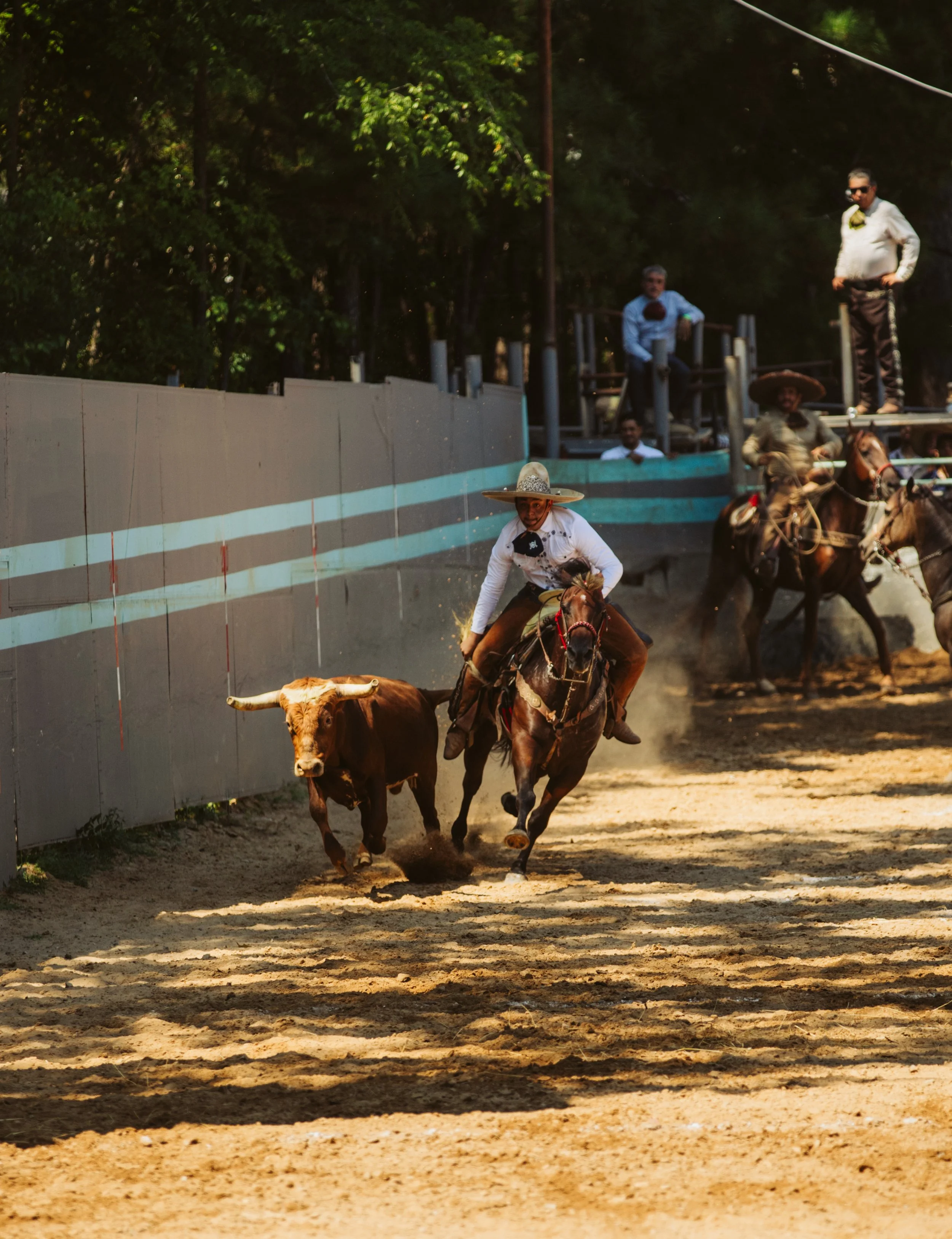 Horse and Rider in Motion
