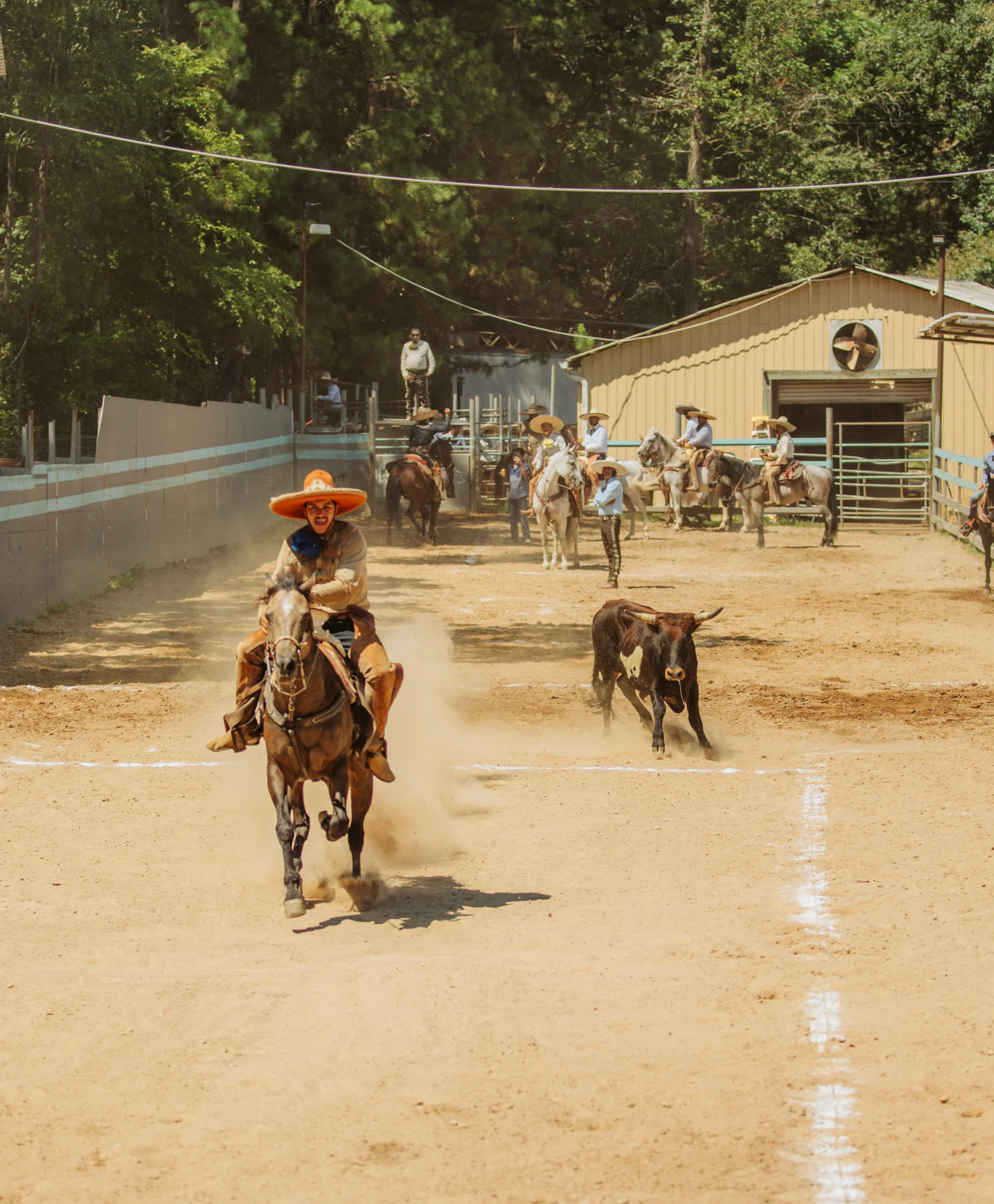 Horse Performing a Charrería Maneuver