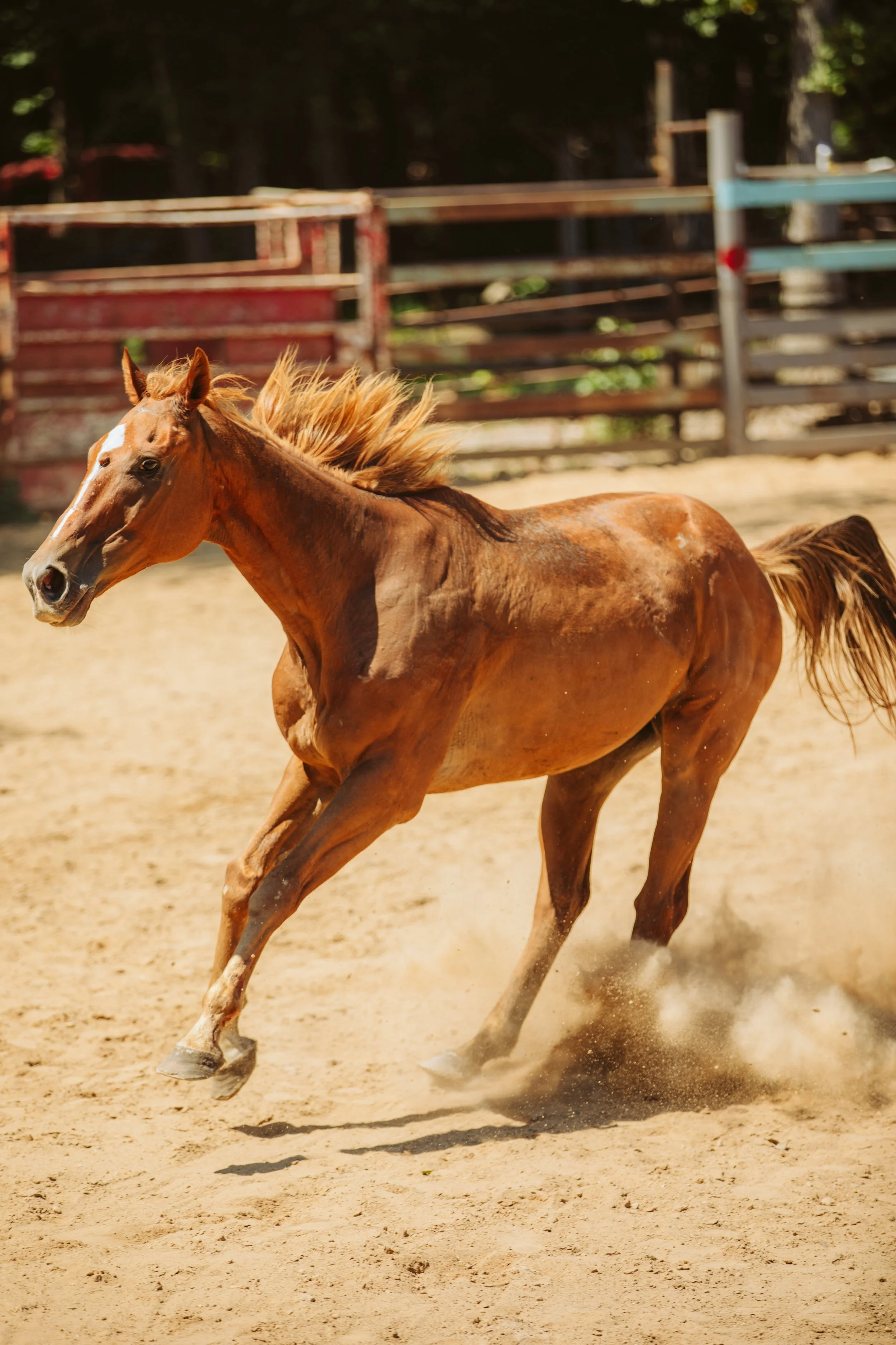 Horse Running Across the Arena