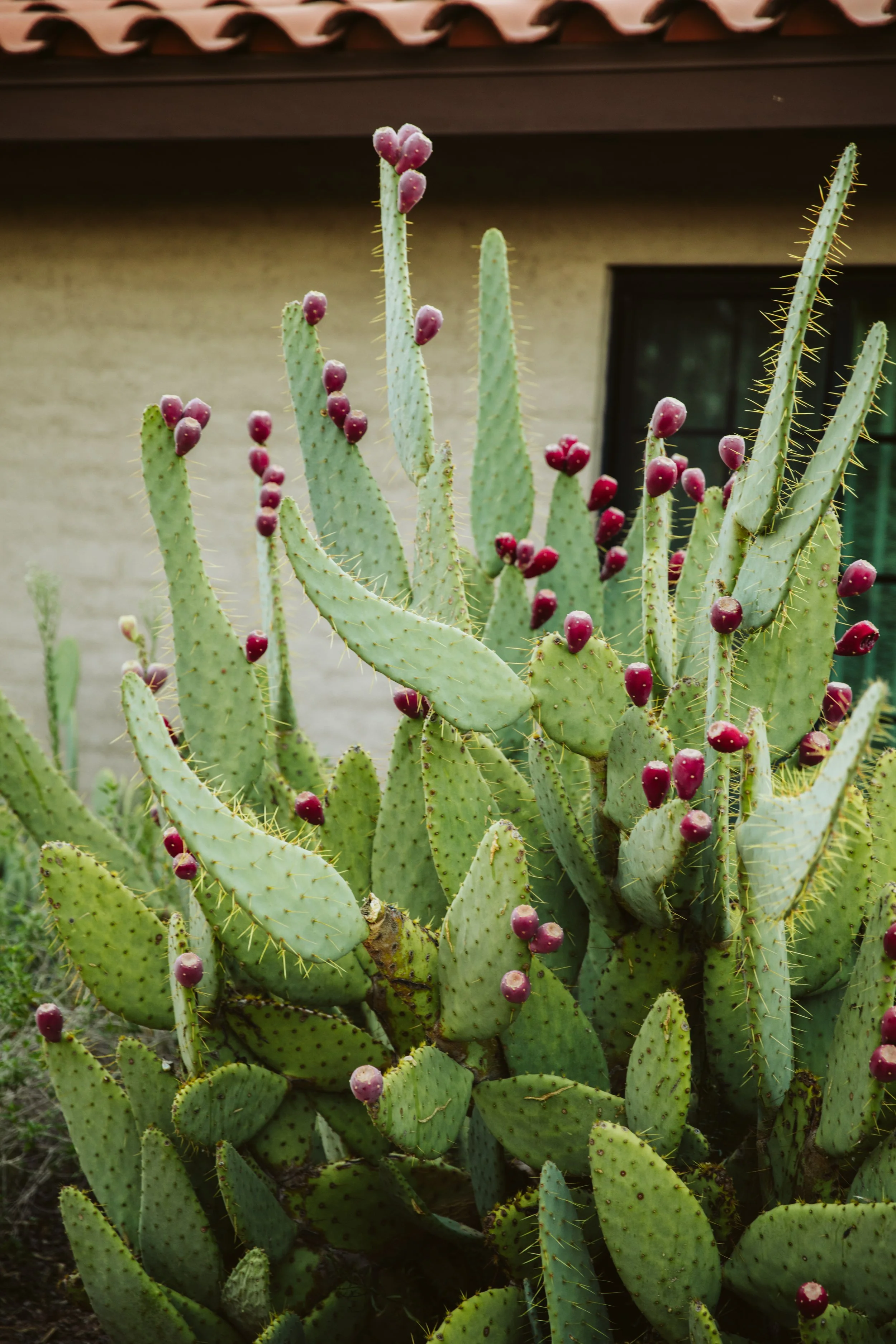 Flowering Prickly Pear Cactus