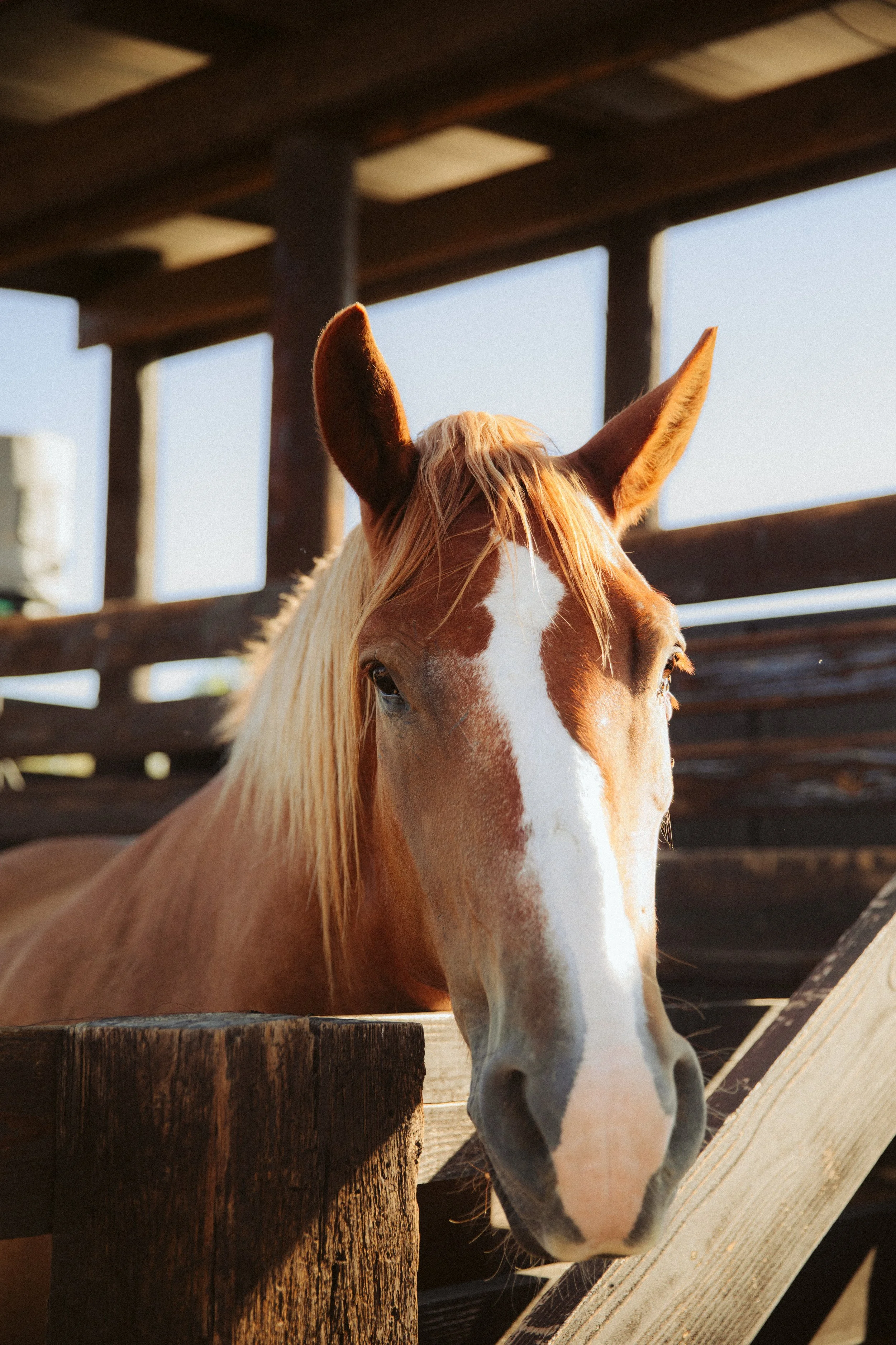 Horse at Rancho de los Caballeros