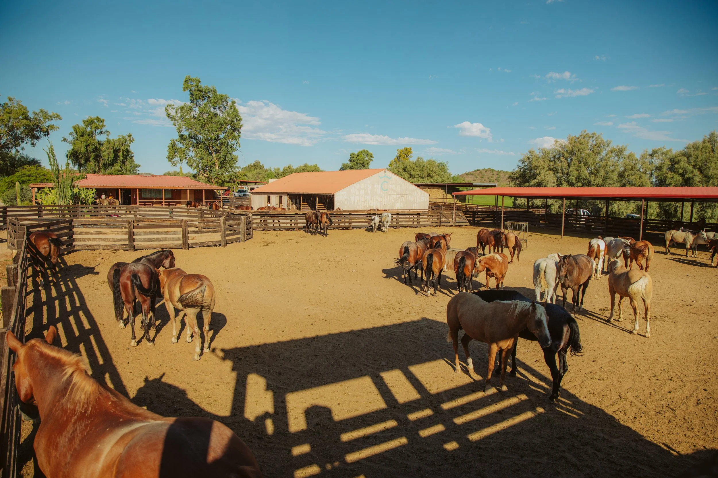 Horses in the Ranch Corral