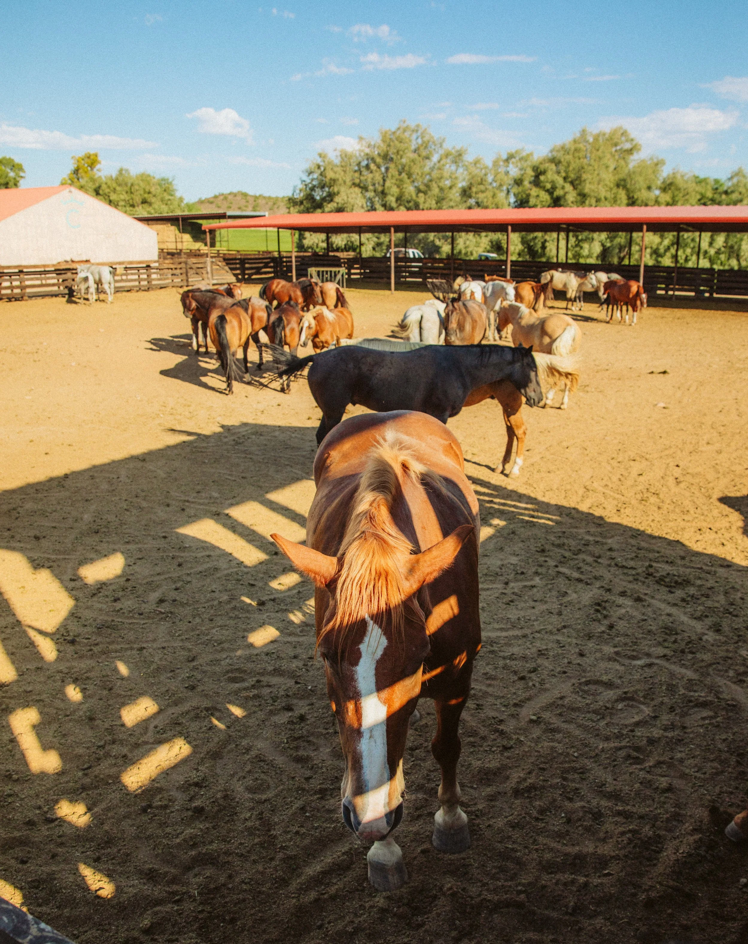 Horse in the Ranch Corral